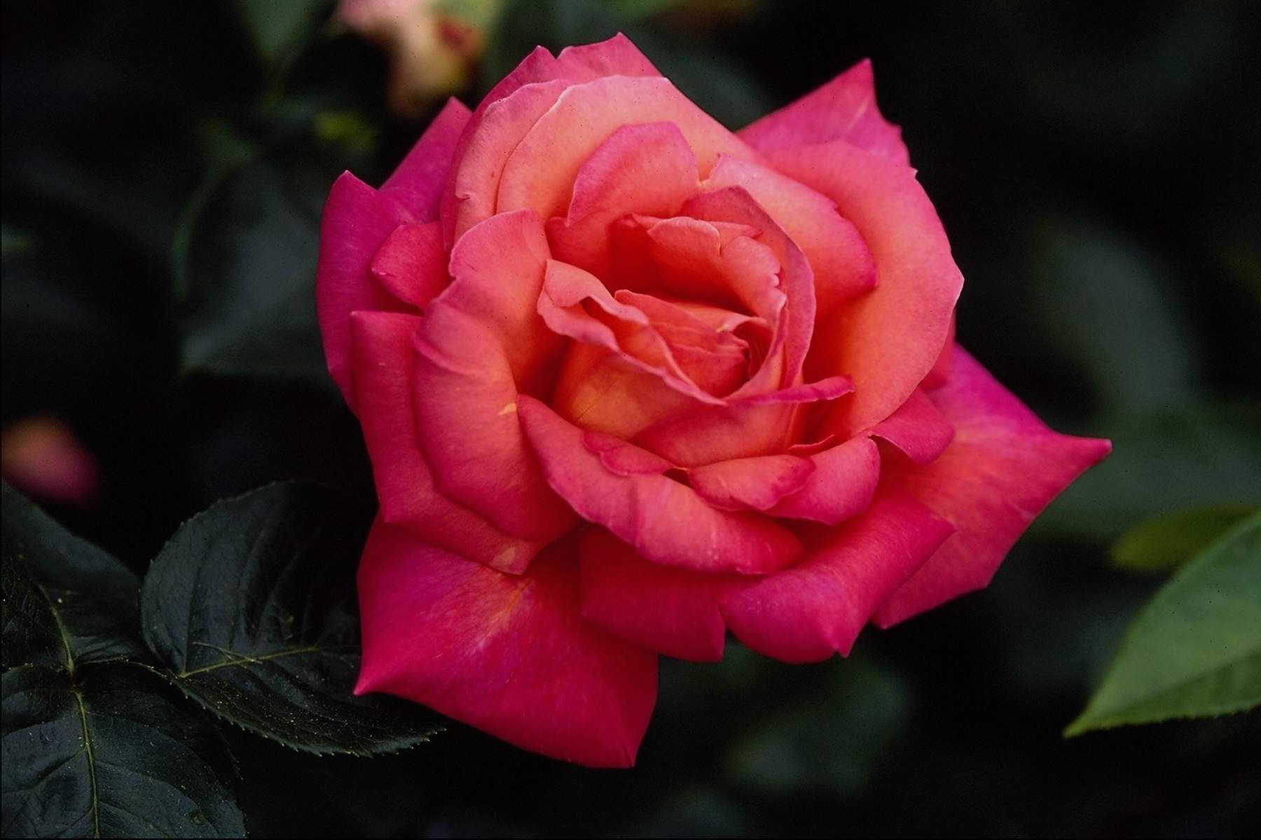 Скачать картинку Цветок, Роза, Листва, Земля/природа, Розовый Цветок, Флауэрсы в телефон бесплатно.