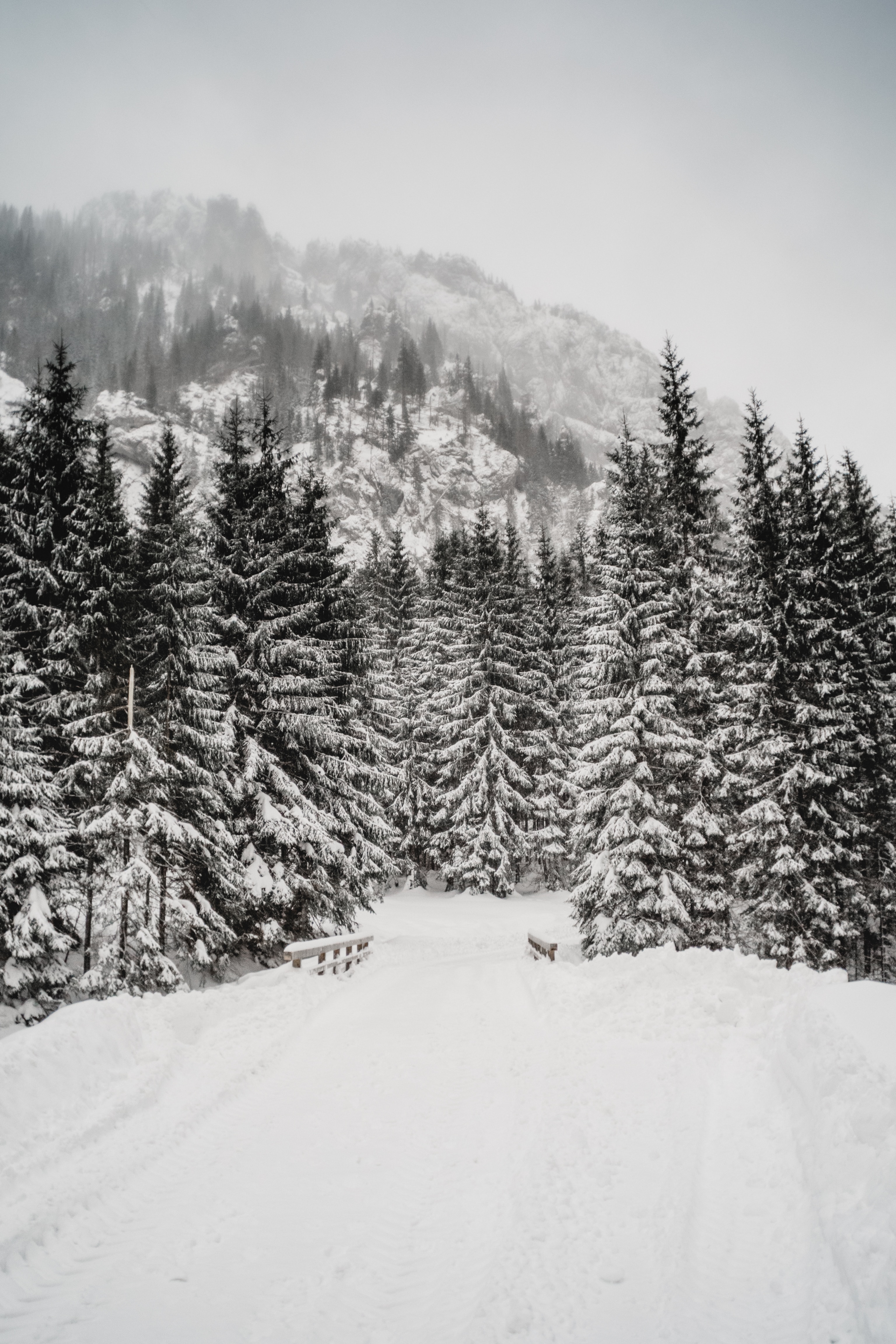 111811 скачать картинку зима, природа, деревья, снег, гора, метель - обои и заставки бесплатно