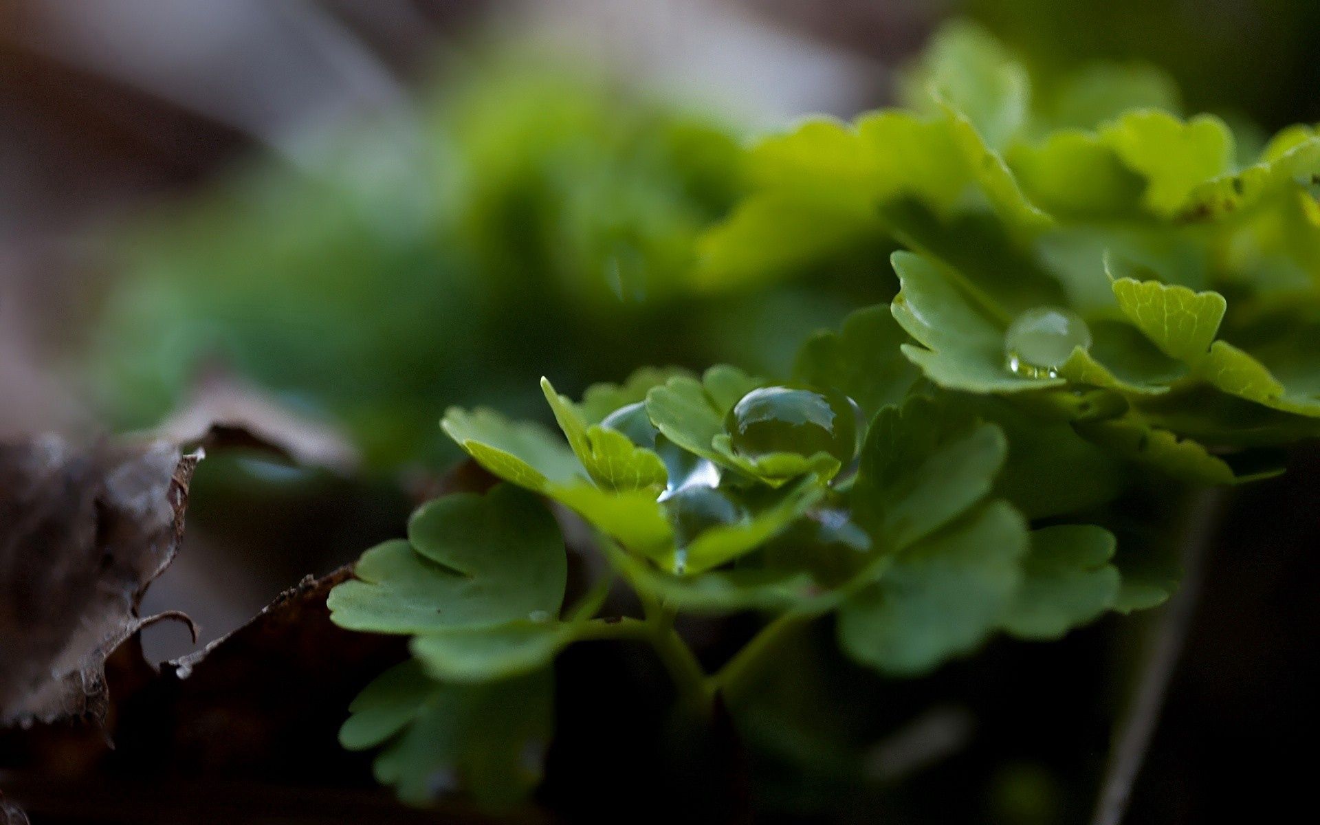 drops, grass, leaves, macro, dew Desktop home screen Wallpaper