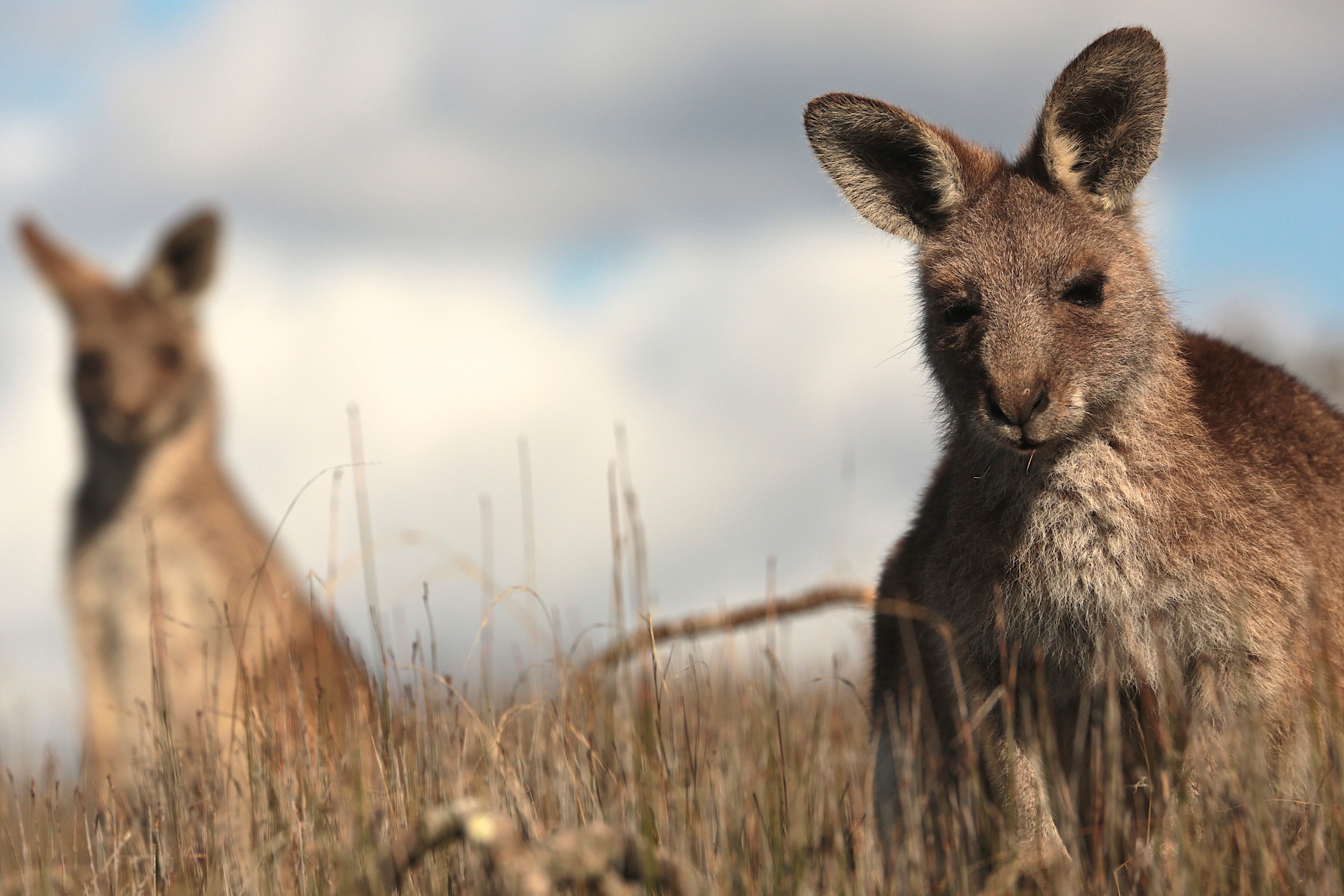 Free download wallpaper Kangaroo, Animal, Australia, Depth Of Field on your PC desktop