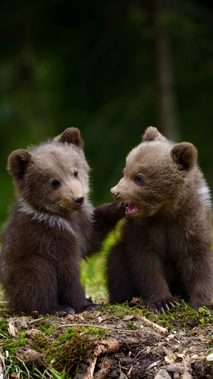 Download mobile wallpaper Bears, Bear, Animal, Cute, Baby Animal, Cub for free.
