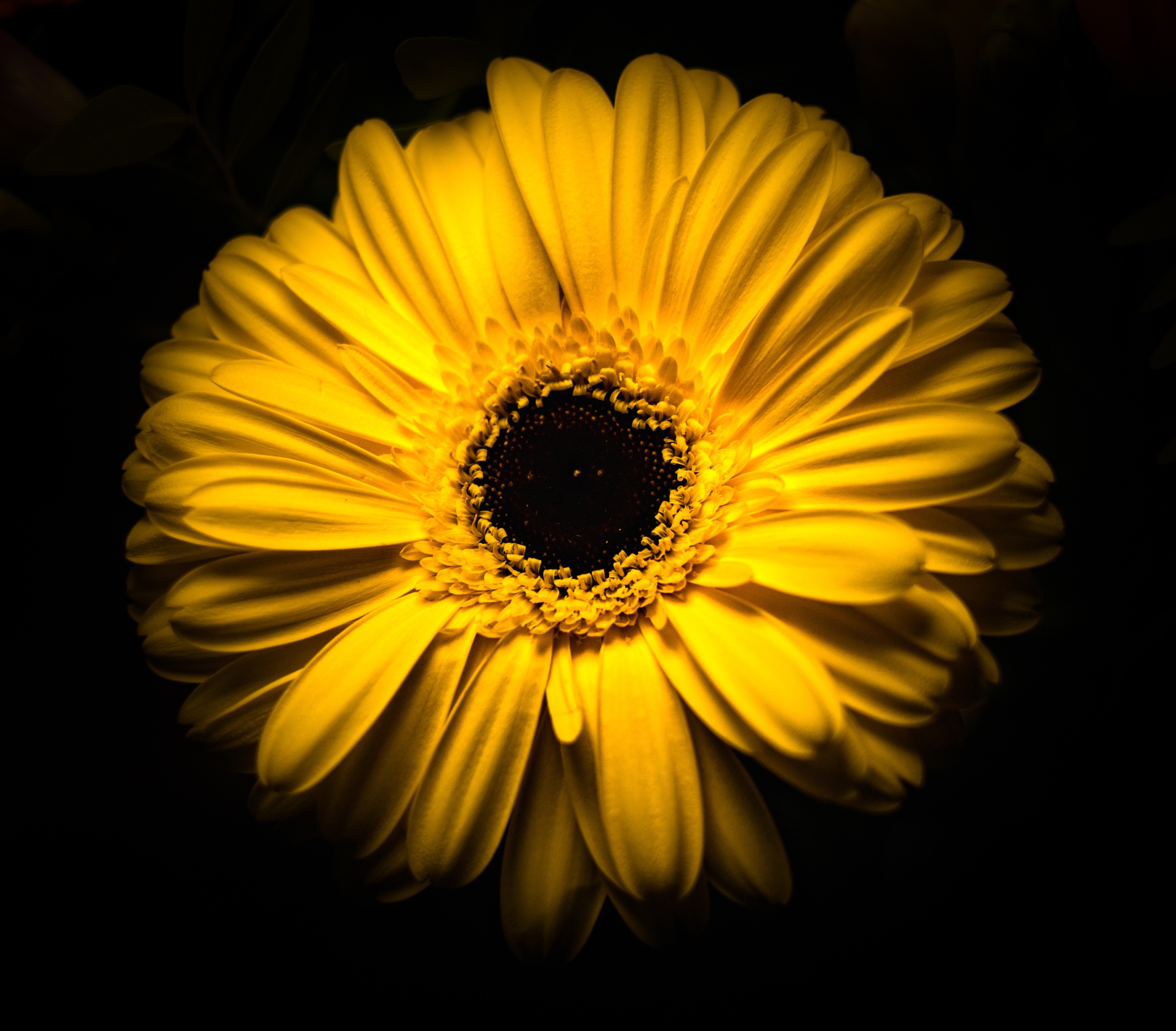 Laden Sie das Makro, Blühen, Blume, Nahaufnahme, Nahansicht, Blühenden, Blumen-Bild kostenlos auf Ihren PC-Desktop herunter