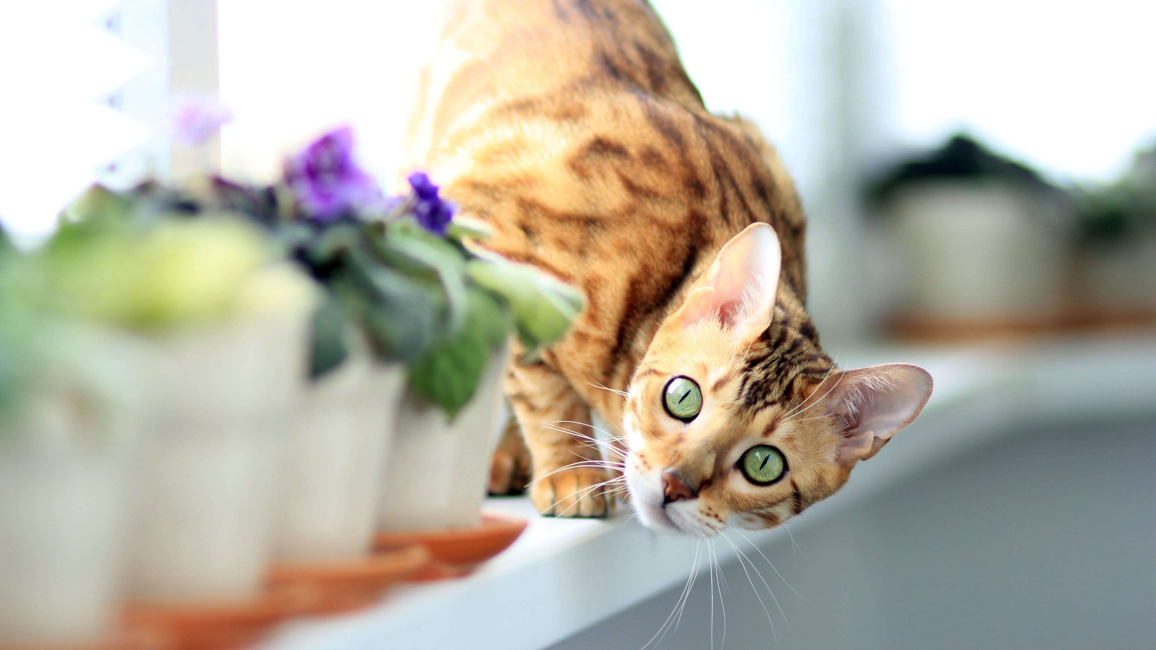 Baixe gratuitamente a imagem Animais, Gatos, Gato na área de trabalho do seu PC