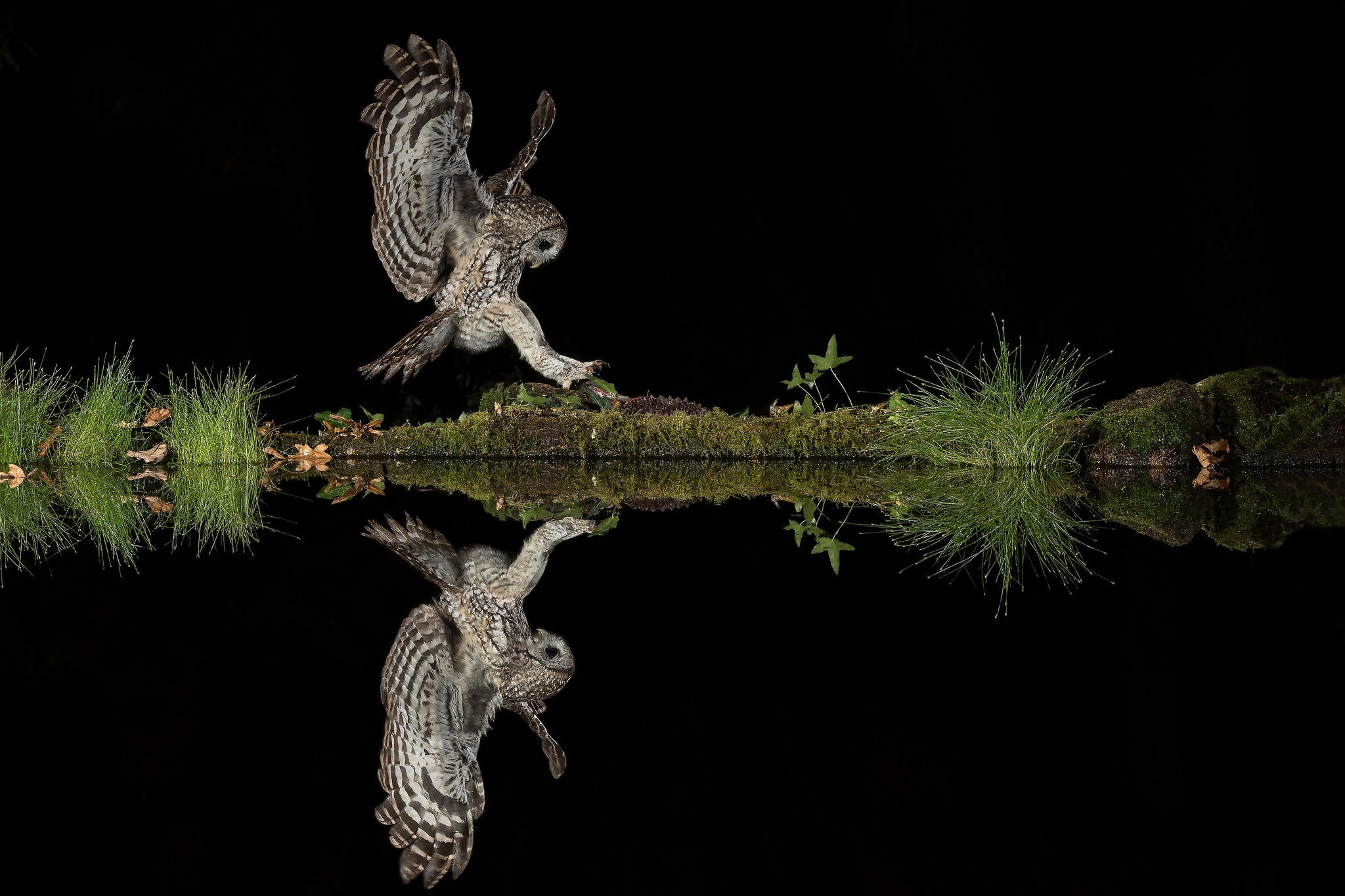 Handy-Wallpaper Tiere, Vögel, Eule, Vogel kostenlos herunterladen.