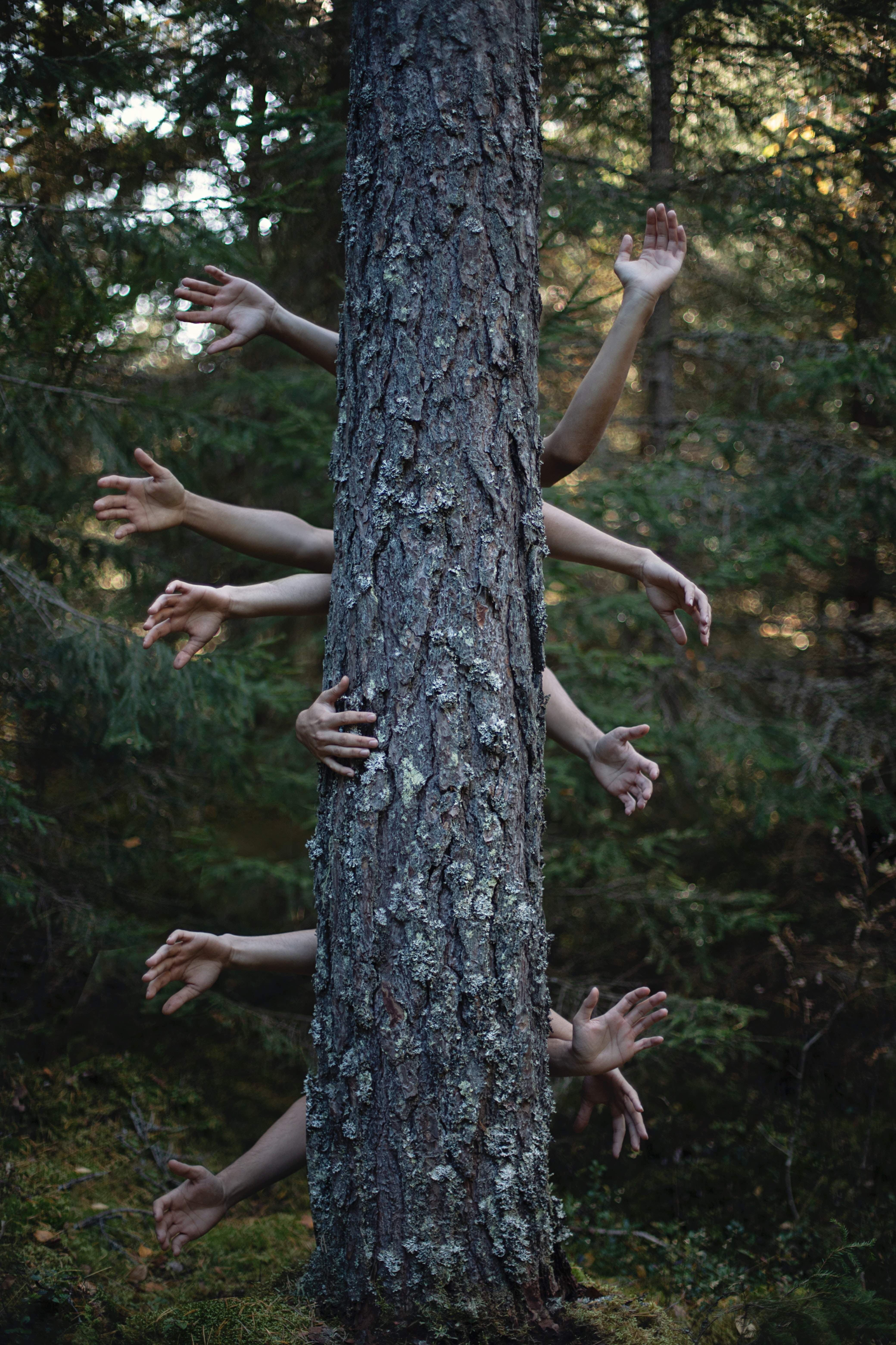 Скачать обои бесплатно Дерево, Лес, Фотошоп, Руки, Разное картинка на рабочий стол ПК