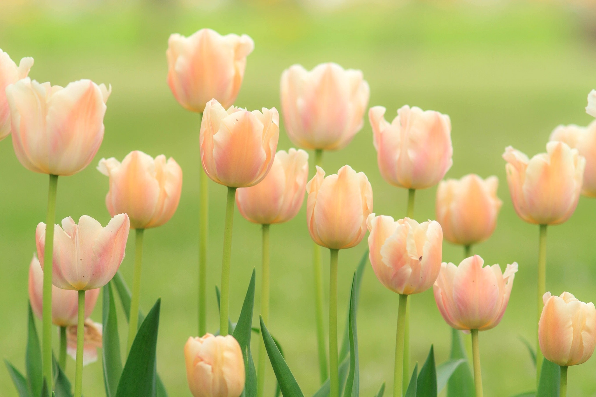 Download mobile wallpaper Nature, Flowers, Flower, Earth, Tulip, Peach Flower for free.