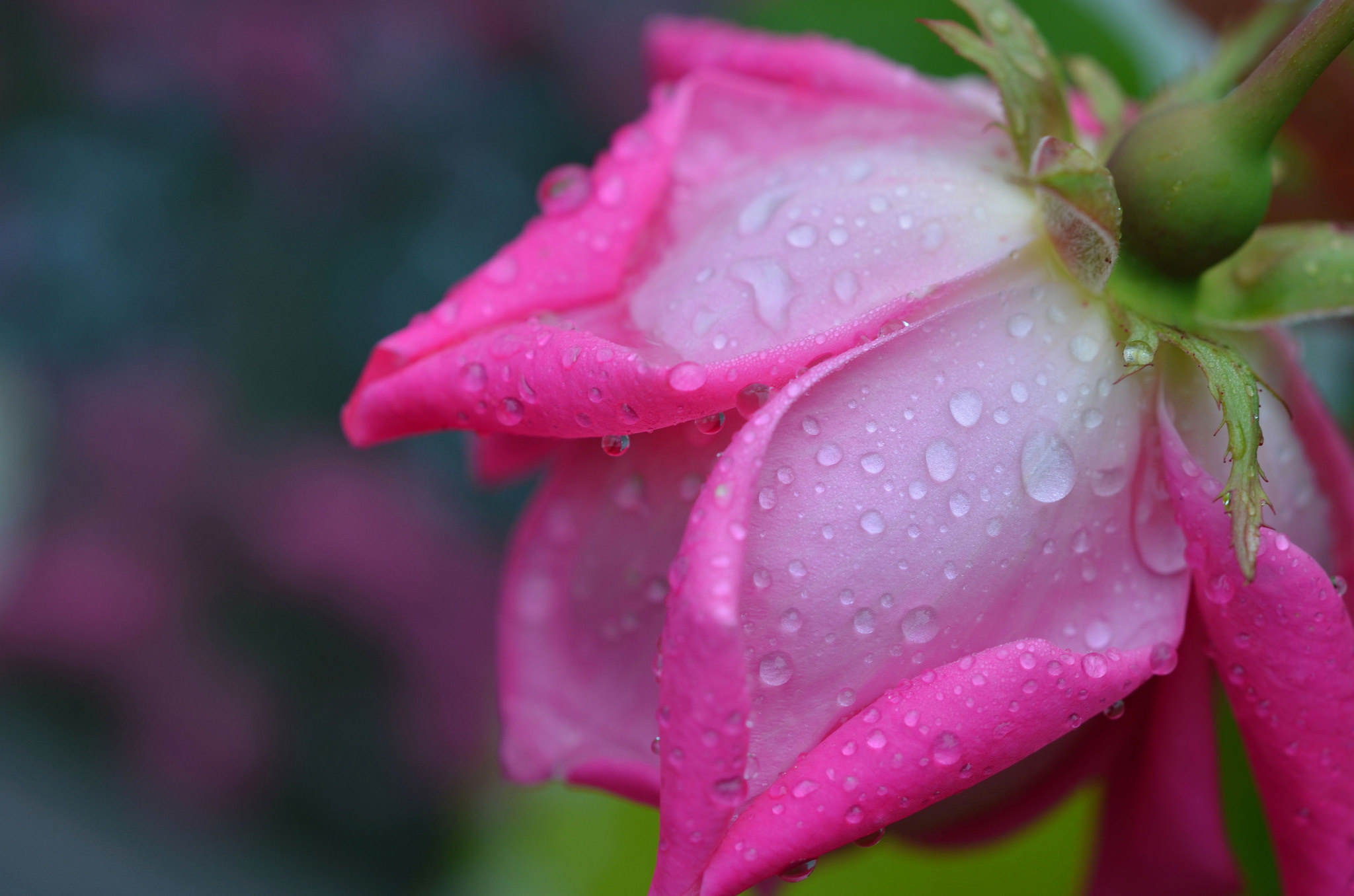 Téléchargez gratuitement l'image Fleurs, Rose, Terre/nature sur le bureau de votre PC