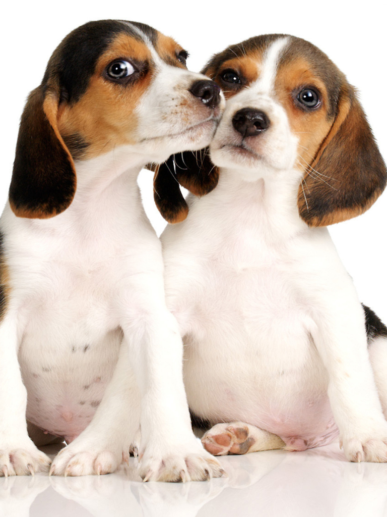 Download mobile wallpaper Dogs, Animal, Beagle for free.