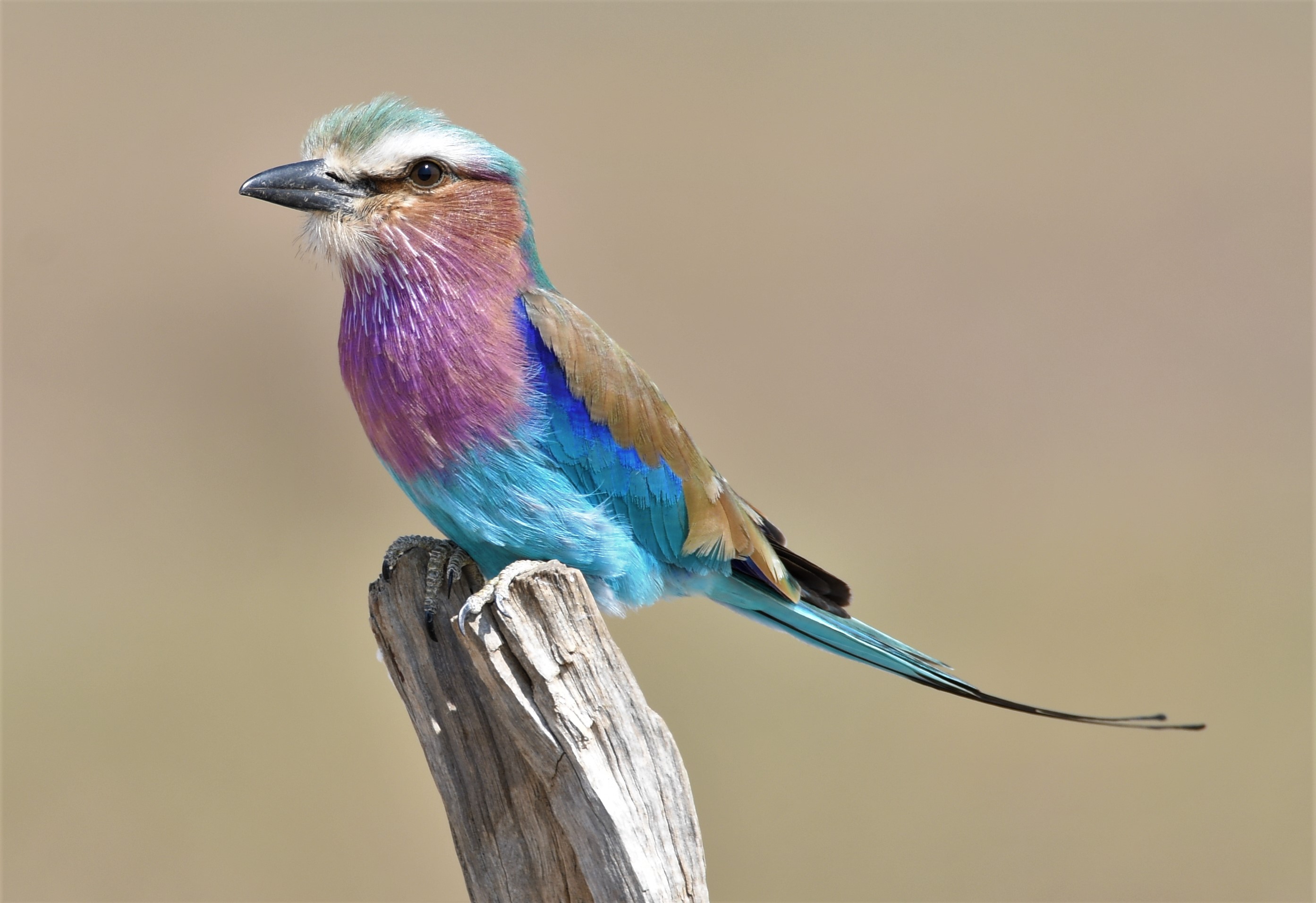 animal, lilac breasted roller, africa, bird, roller, south luangwa, zambia, birds