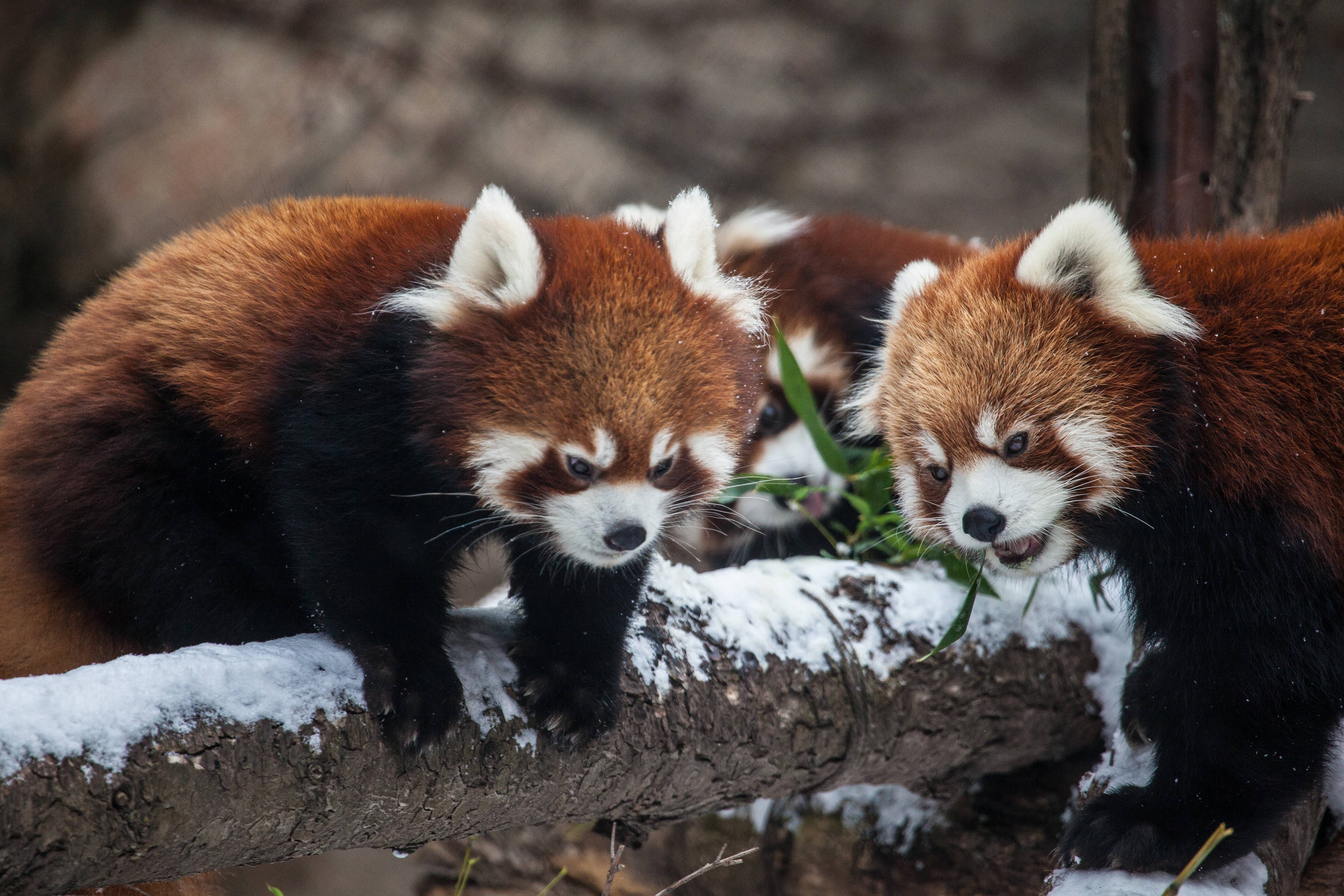 739443 Bild herunterladen tiere, kleiner panda, chicago, zoo - Hintergrundbilder und Bildschirmschoner kostenlos