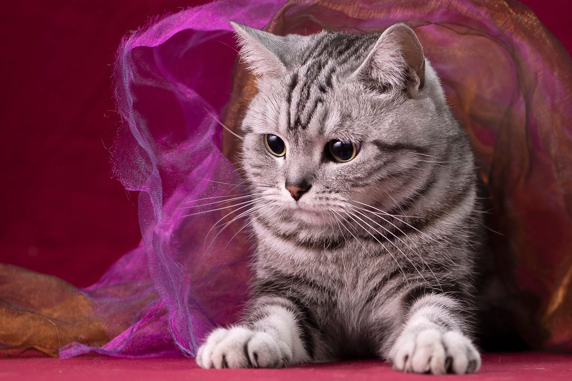 Descarga gratis la imagen Animales, Gatos, Gato, Gato Atigrado en el escritorio de tu PC