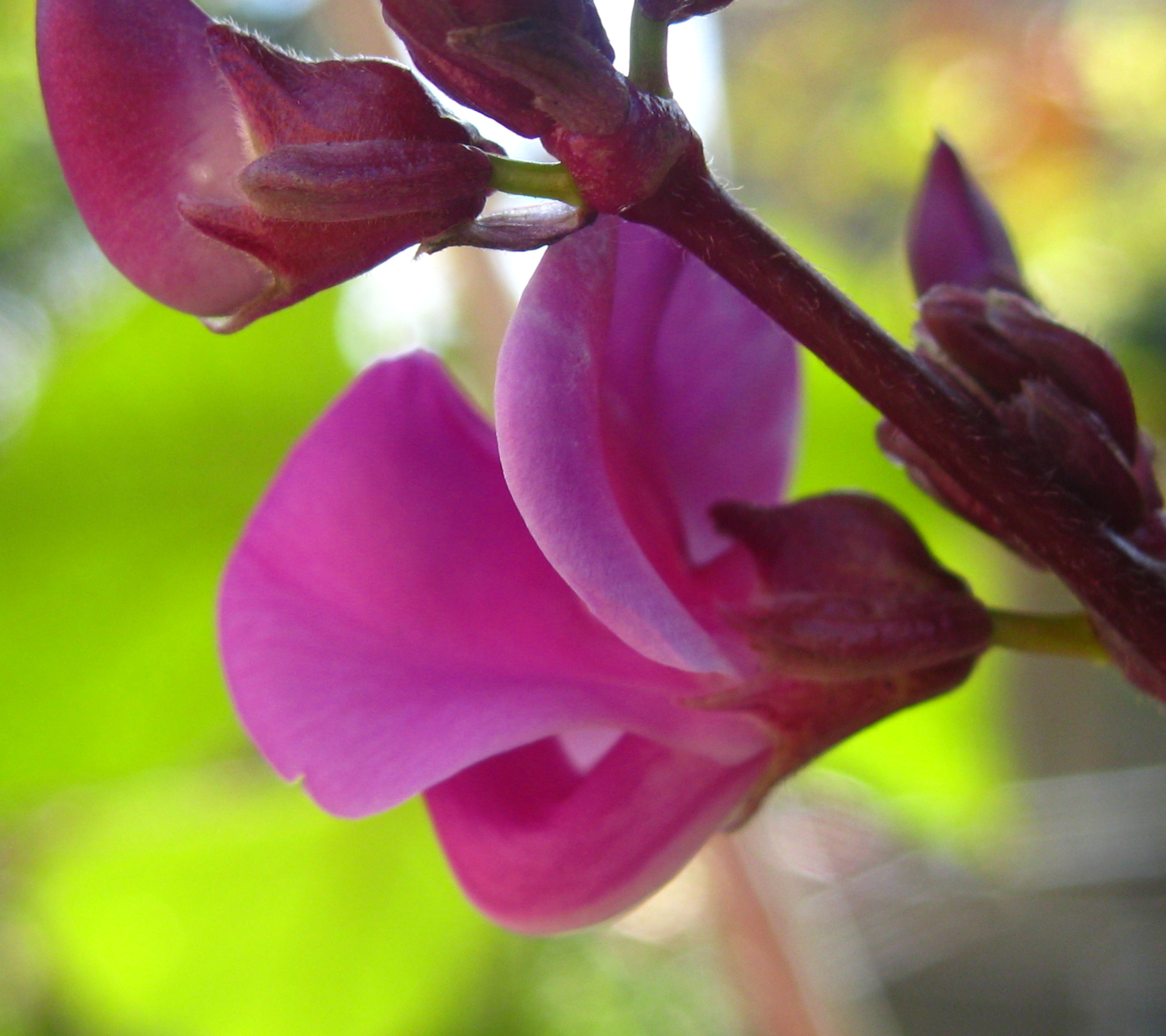 Baixe gratuitamente a imagem Flores, Flor, Terra/natureza na área de trabalho do seu PC