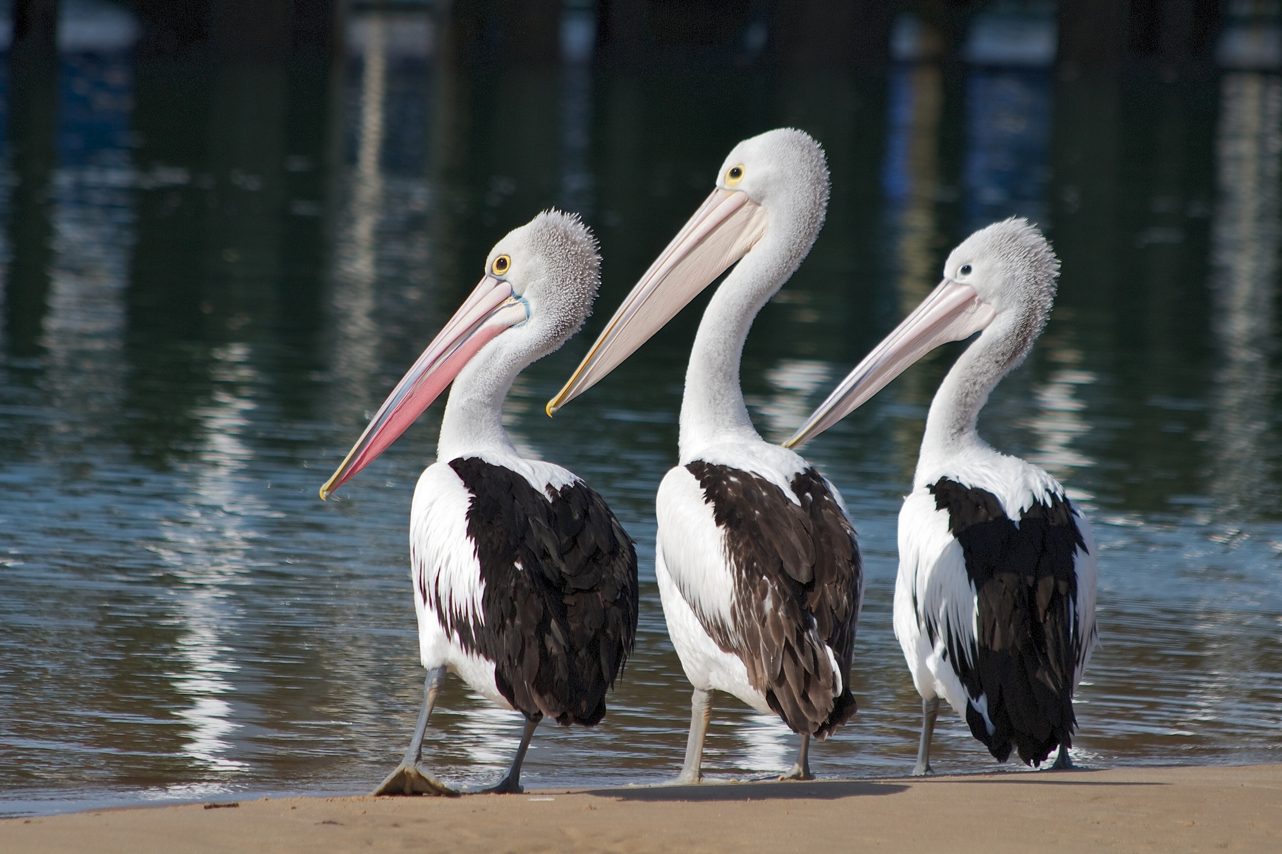 Download mobile wallpaper Birds, Water, Bird, Animal, Pelican for free.