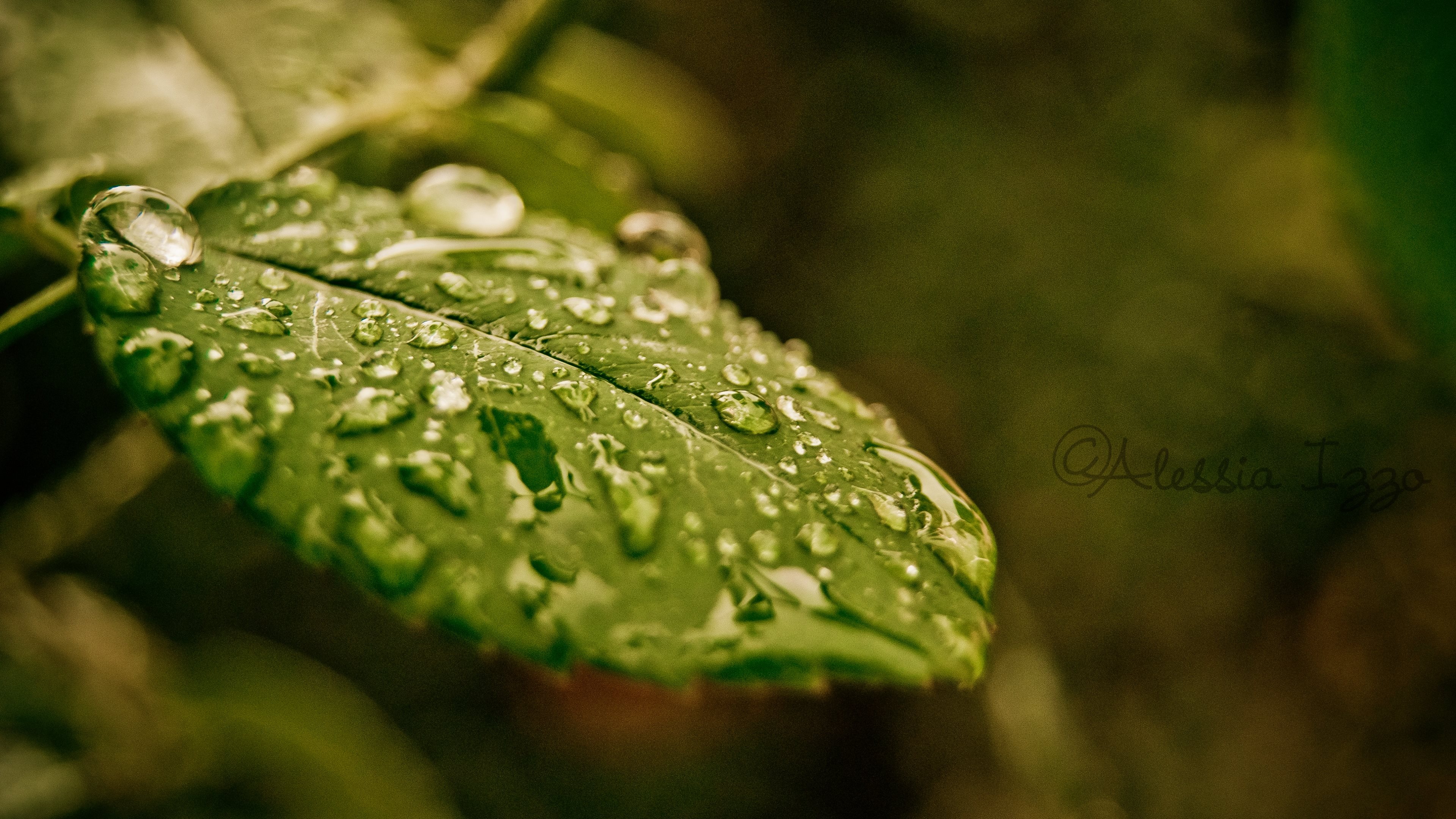Download mobile wallpaper Leaf, Earth, Water Drop for free.