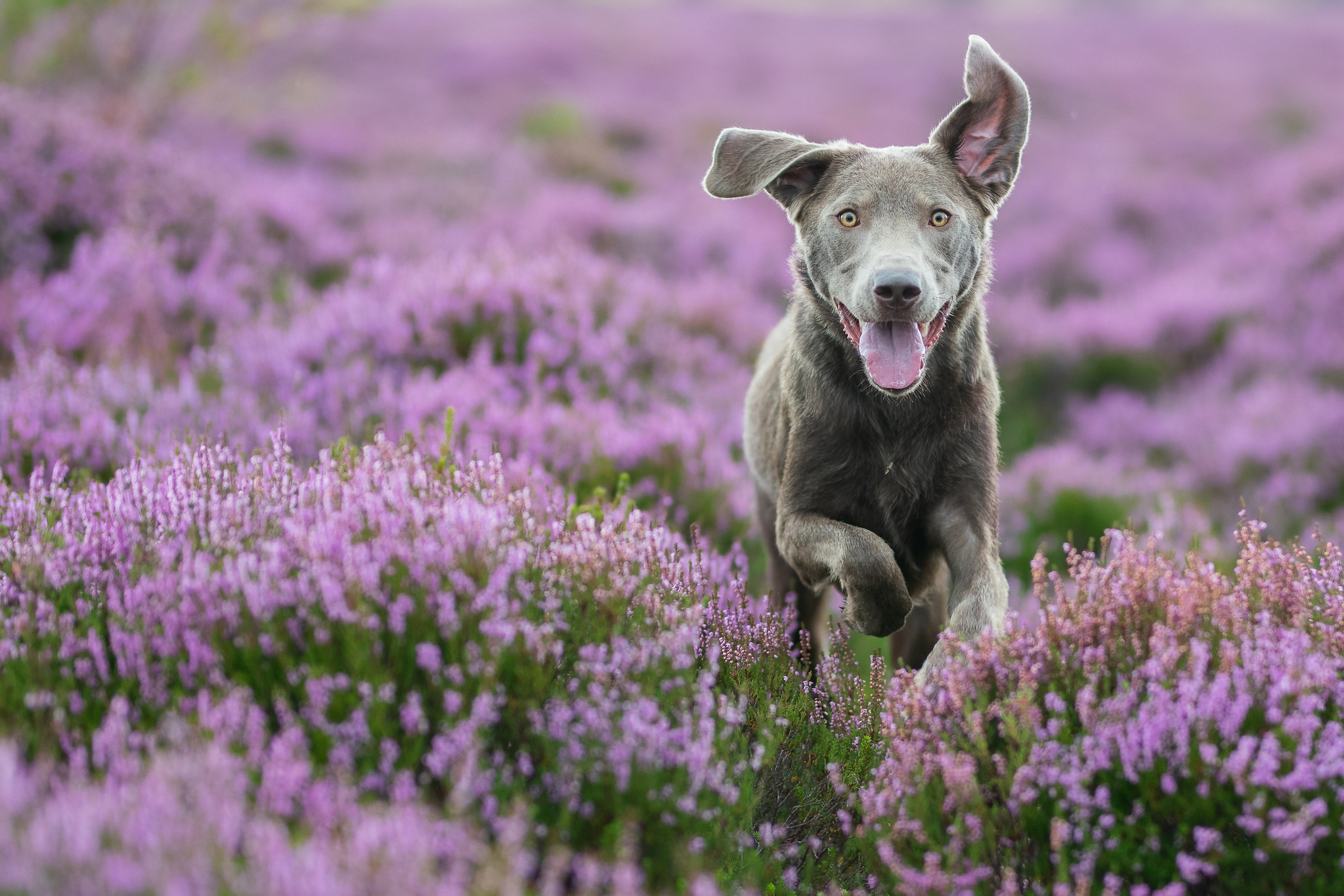 472358 скачать обои животные, собака, вереск, розовый цветок, собаки - заставки и картинки бесплатно