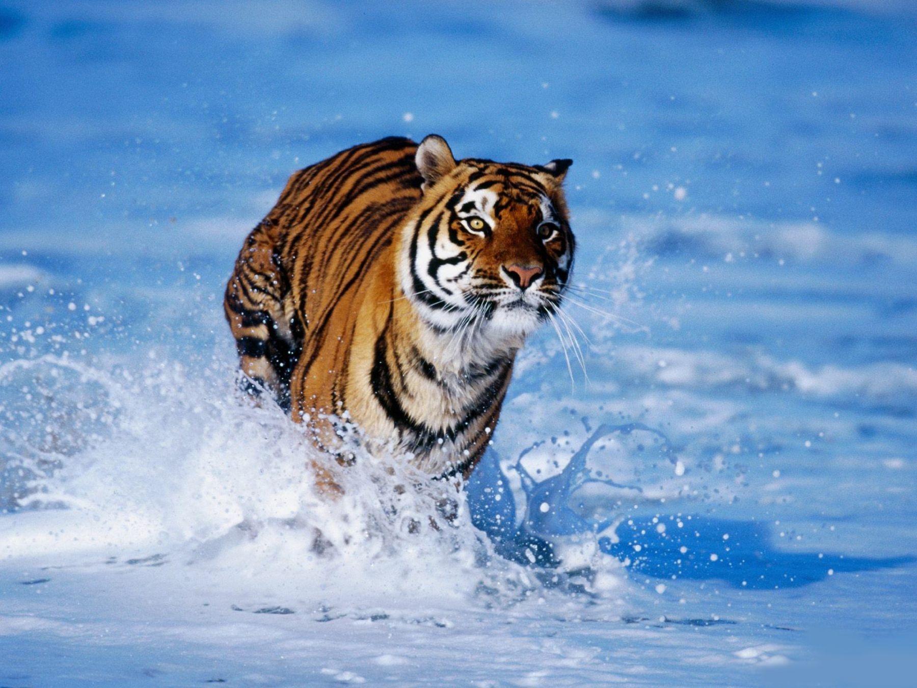 Téléchargez des papiers peints mobile Animaux, Tigre gratuitement.