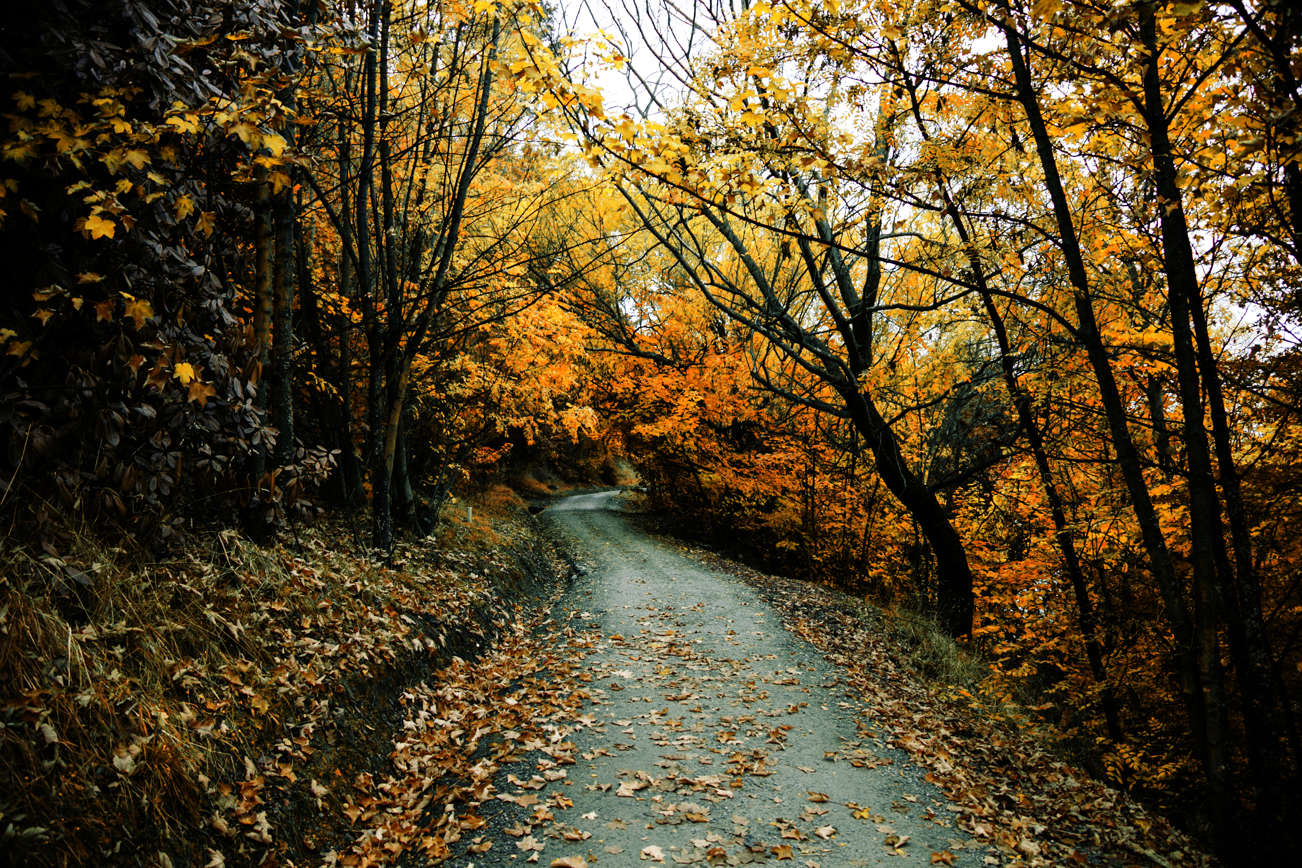 Handy-Wallpaper Natur, Herbst, Straße, Wald, Menschengemacht kostenlos herunterladen.