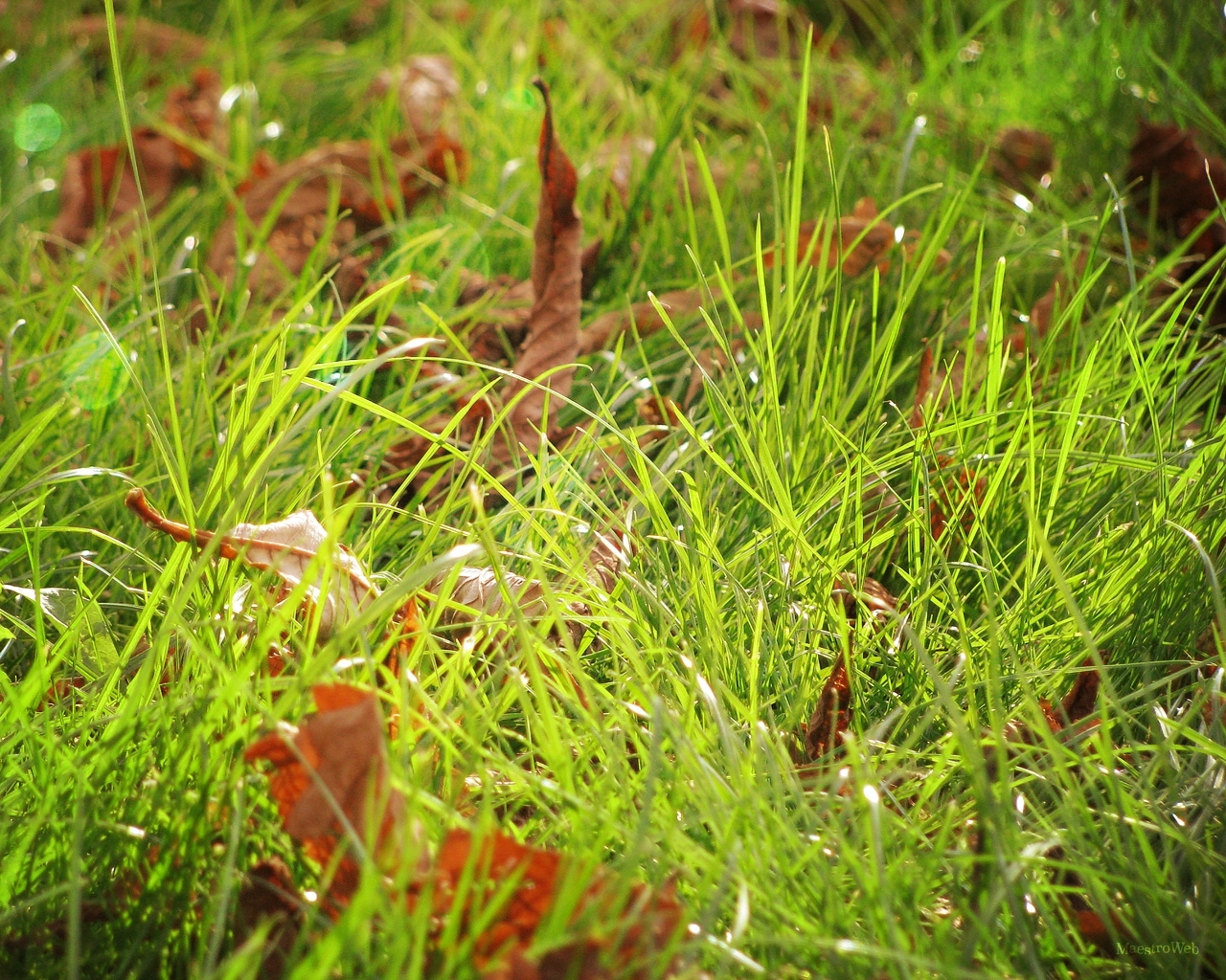 Download mobile wallpaper Grass, Leaves, Plants, Background for free.