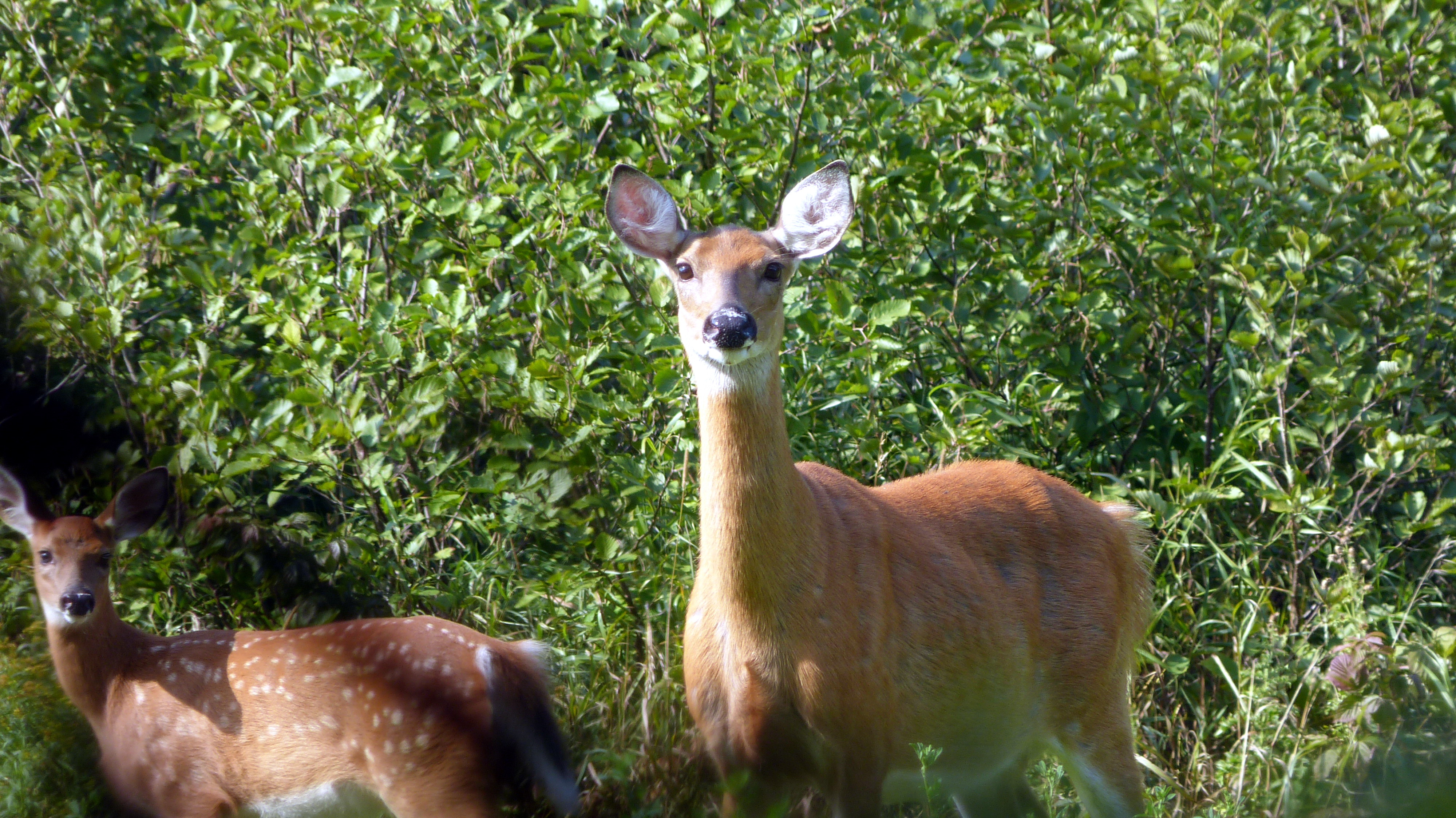 Free download wallpaper Animal, Deer on your PC desktop