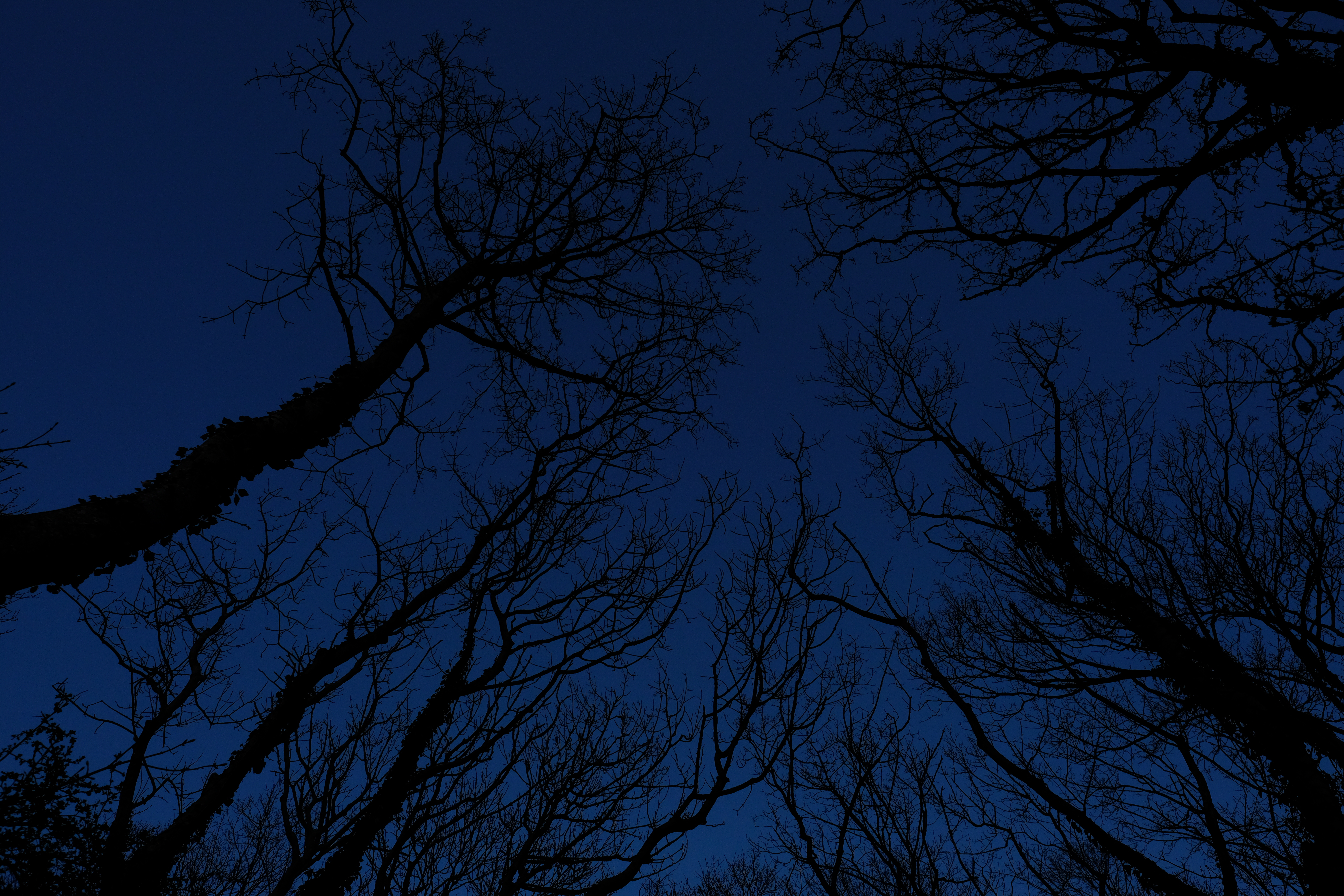 Free download wallpaper Trees, Sky, Branches, Nature, Night on your PC desktop