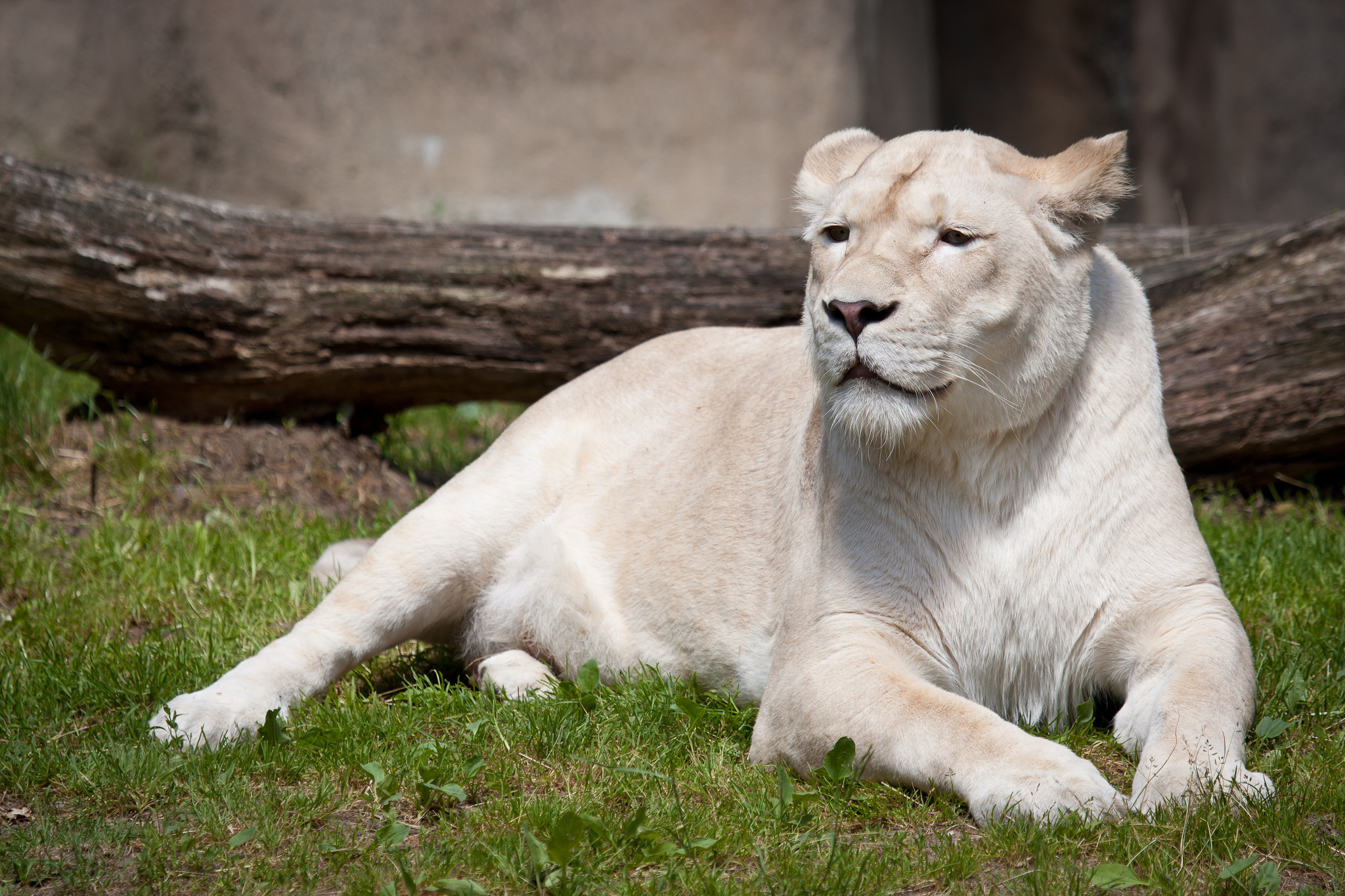 619946 baixar imagens animais, leão branco - papéis de parede e protetores de tela gratuitamente