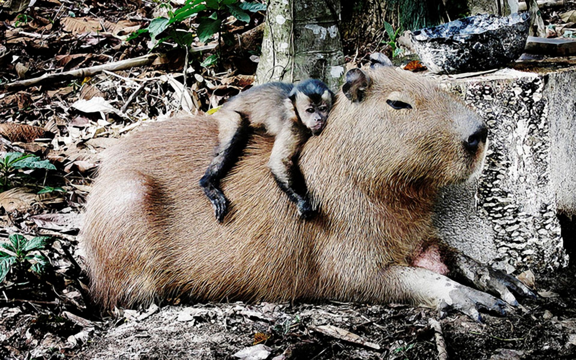 animal, capybara