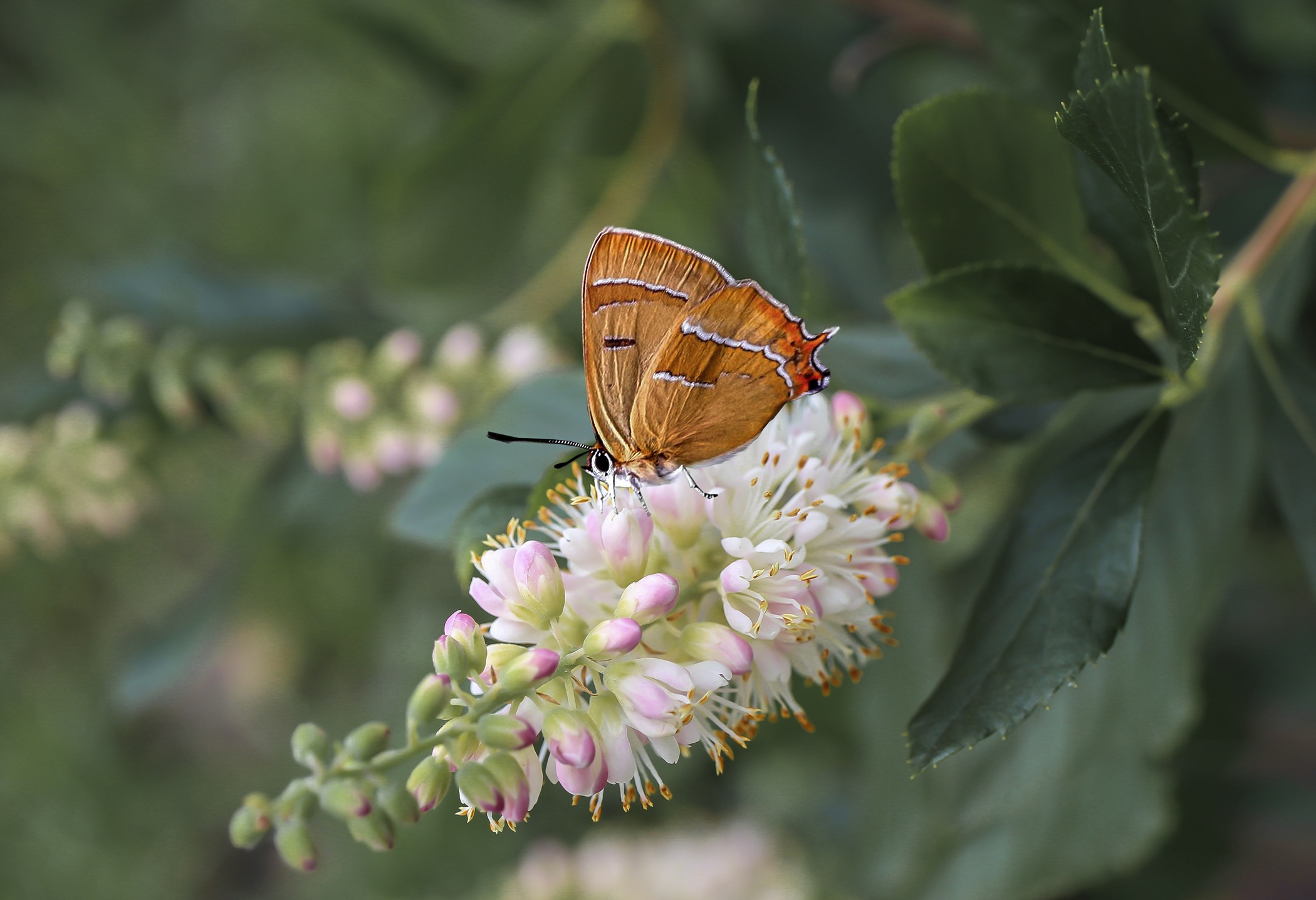 Download mobile wallpaper Flower, Macro, Insect, Butterfly, Animal for free.