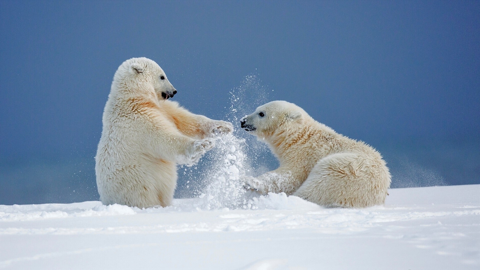 425519 descargar imagen animales, oso polar, lindo, jugando, nieve, invierno, osos: fondos de pantalla y protectores de pantalla gratis