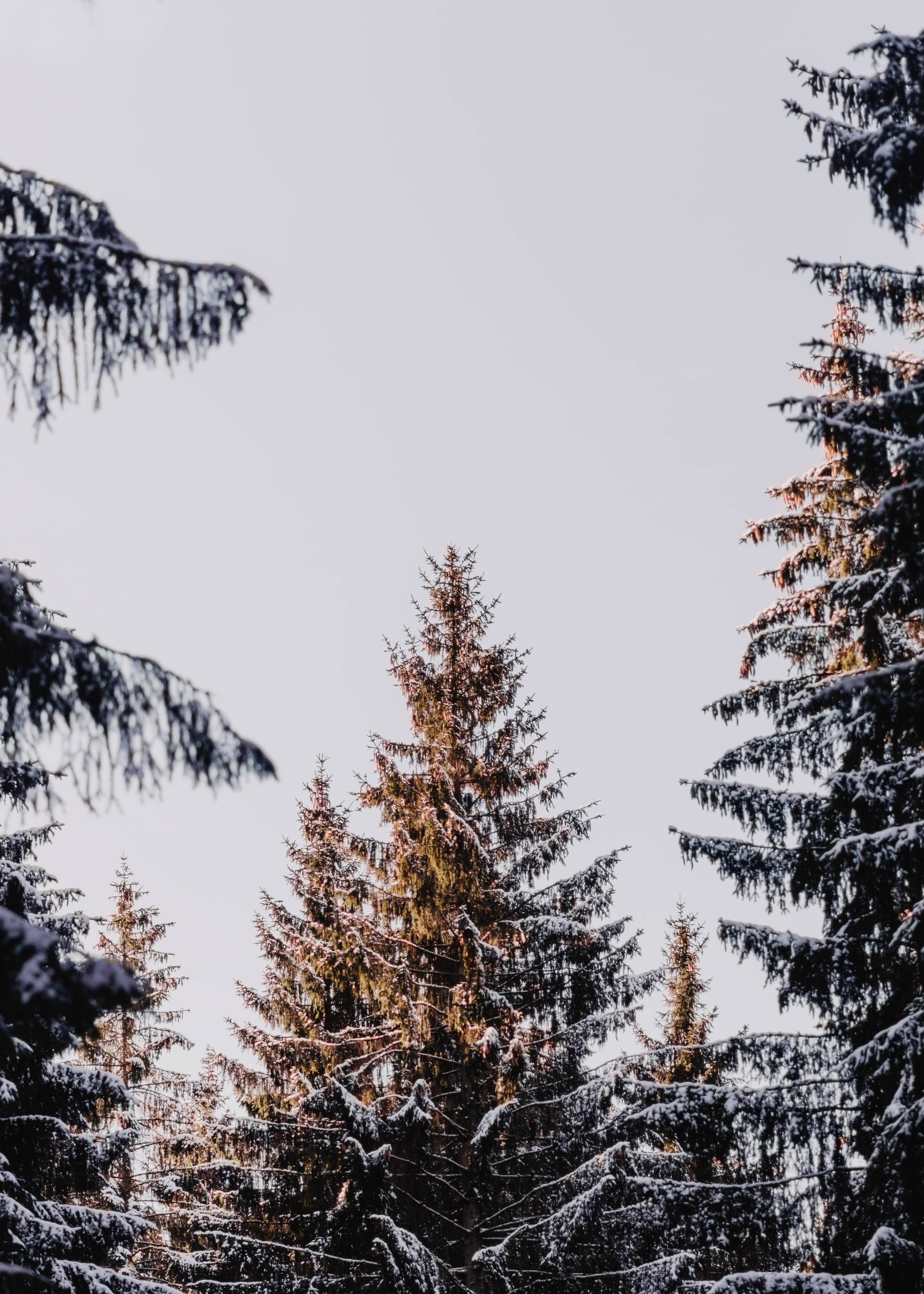 nature, trees, conifers, coniferous, snow covered, snowy, larch