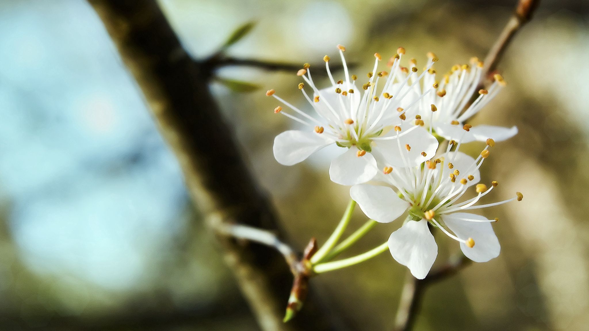 Laden Sie das Blühen, Zweig, Schneewittchen, Trio, Blumen, Blühenden, Ast, Frühling-Bild kostenlos auf Ihren PC-Desktop herunter