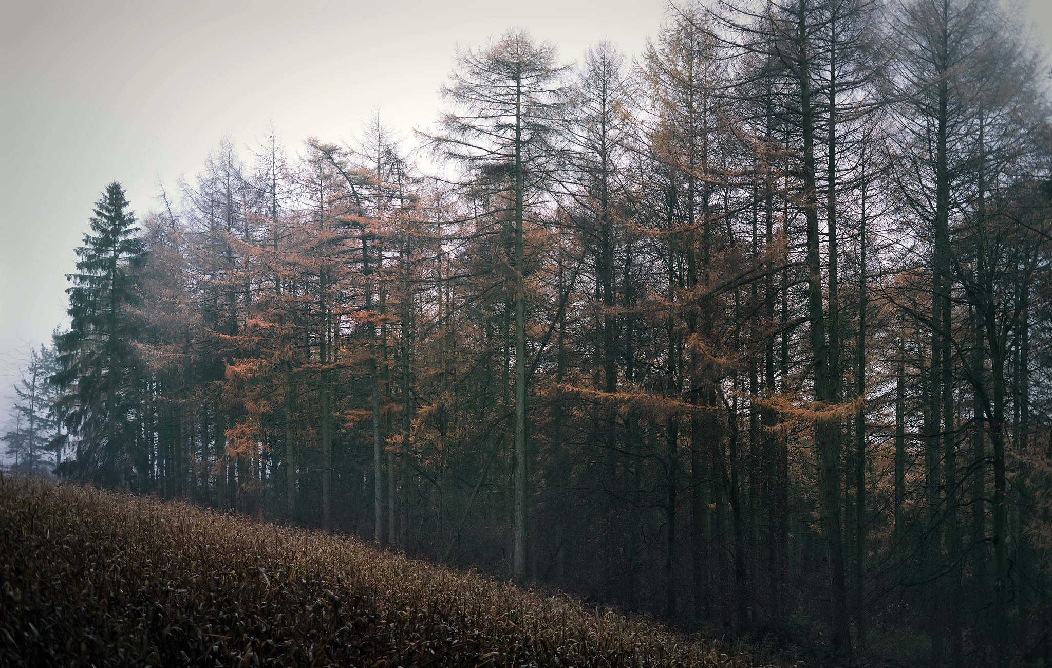 Handy-Wallpaper Herbst, Wald, Nebel, Erde/natur kostenlos herunterladen.