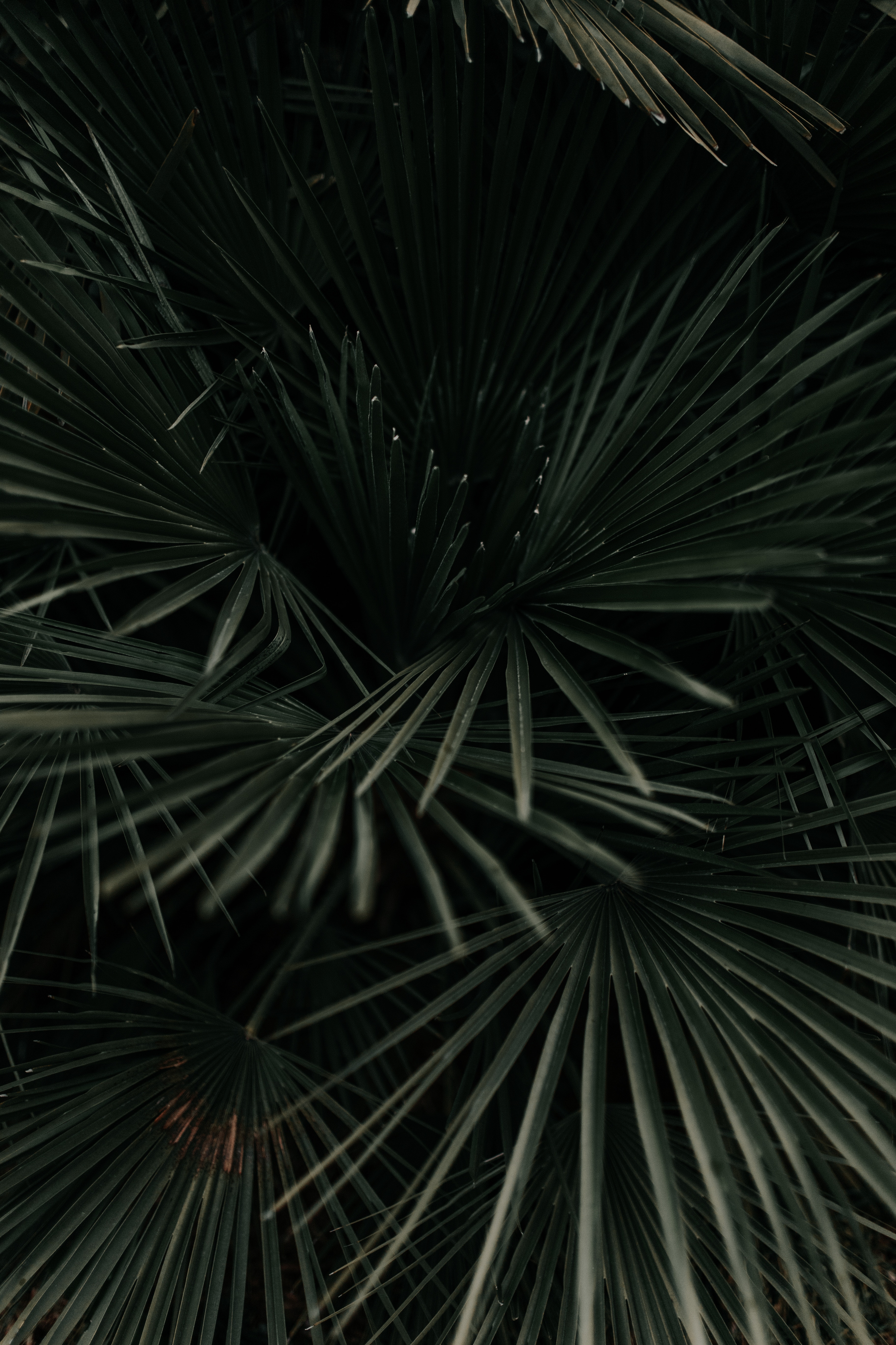 97307 Hintergrundbild herunterladen blätter, pflanze, makro, palme, palm, geäst, zweige, tropisch, tropischen, dunkelgrün - Bildschirmschoner und Bilder kostenlos