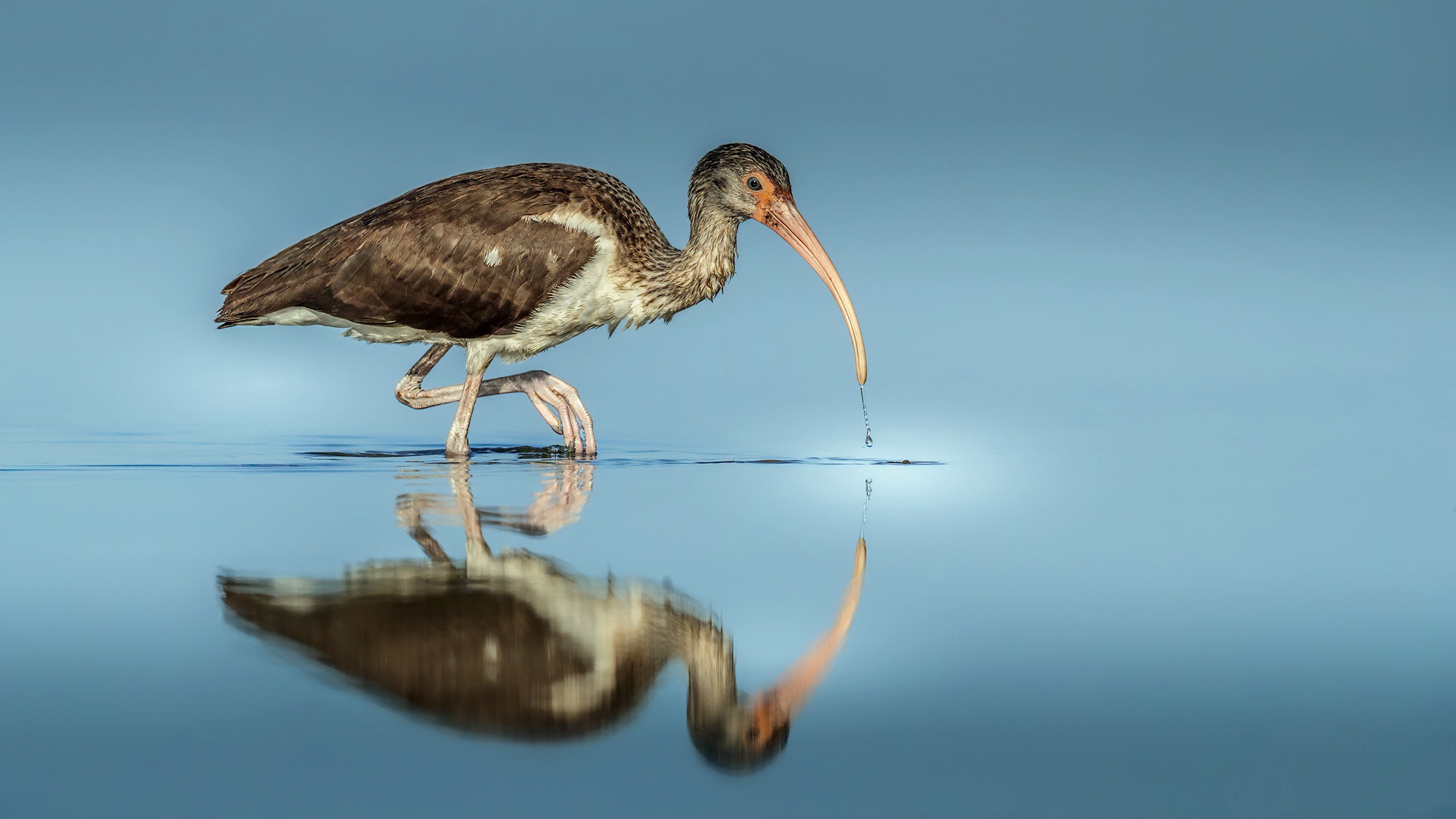animal, ibis, bird, reflection, birds