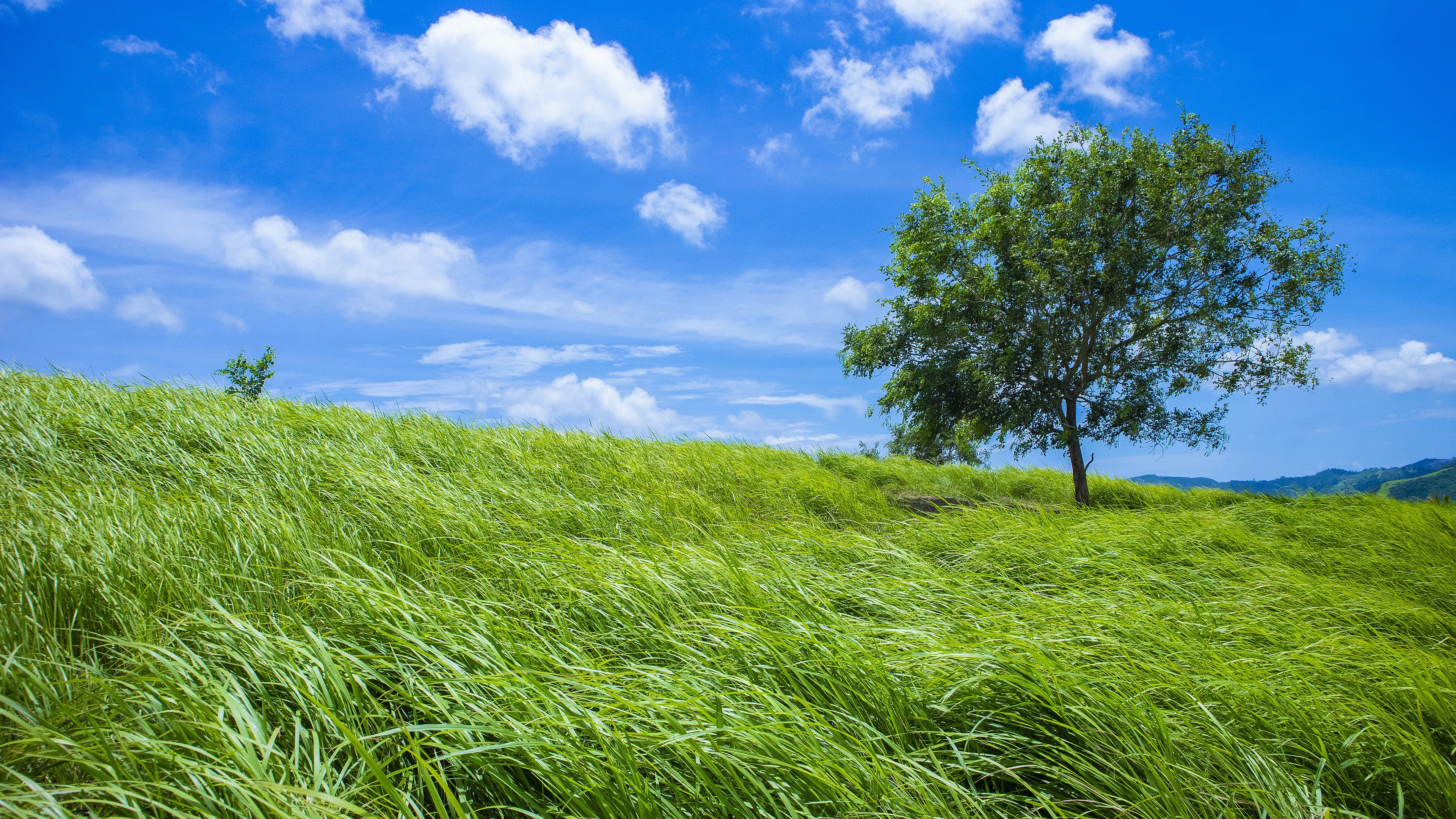 Free download wallpaper Trees, Grass, Sky, Summer, Tree, Earth, Field on your PC desktop