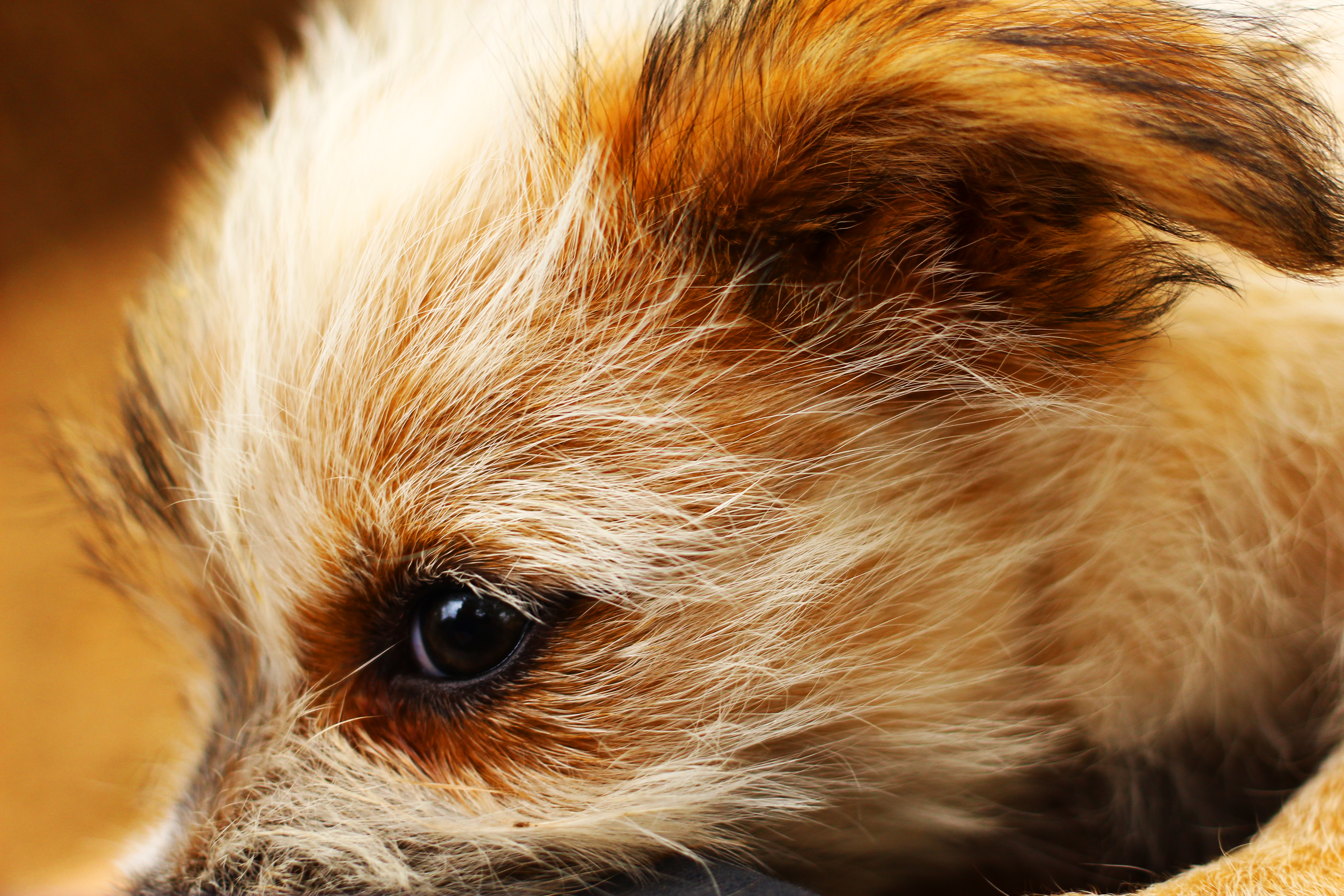 Téléchargez des papiers peints mobile Chiot, Chiens, Animaux gratuitement.