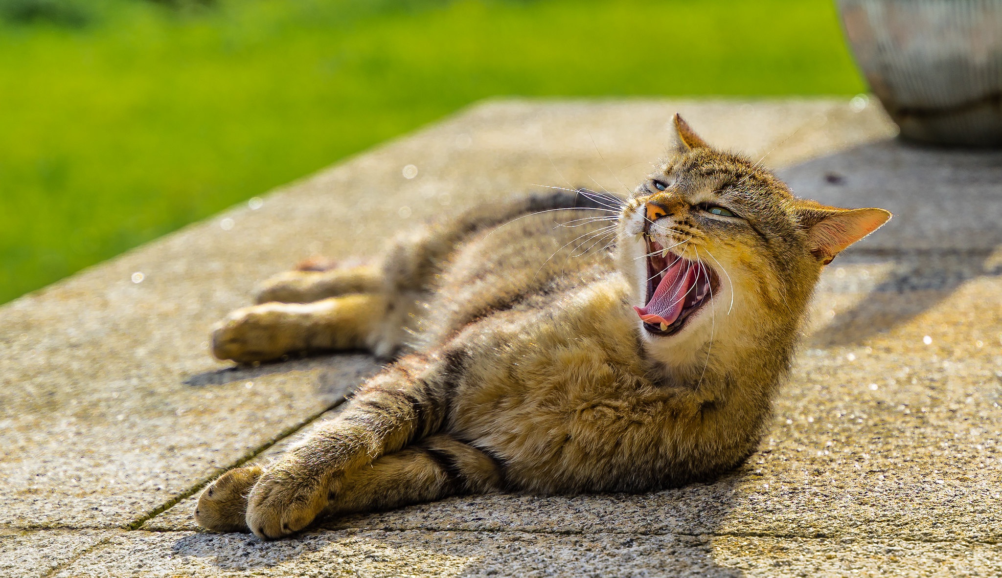 Baixe gratuitamente a imagem Animais, Gatos, Gato na área de trabalho do seu PC