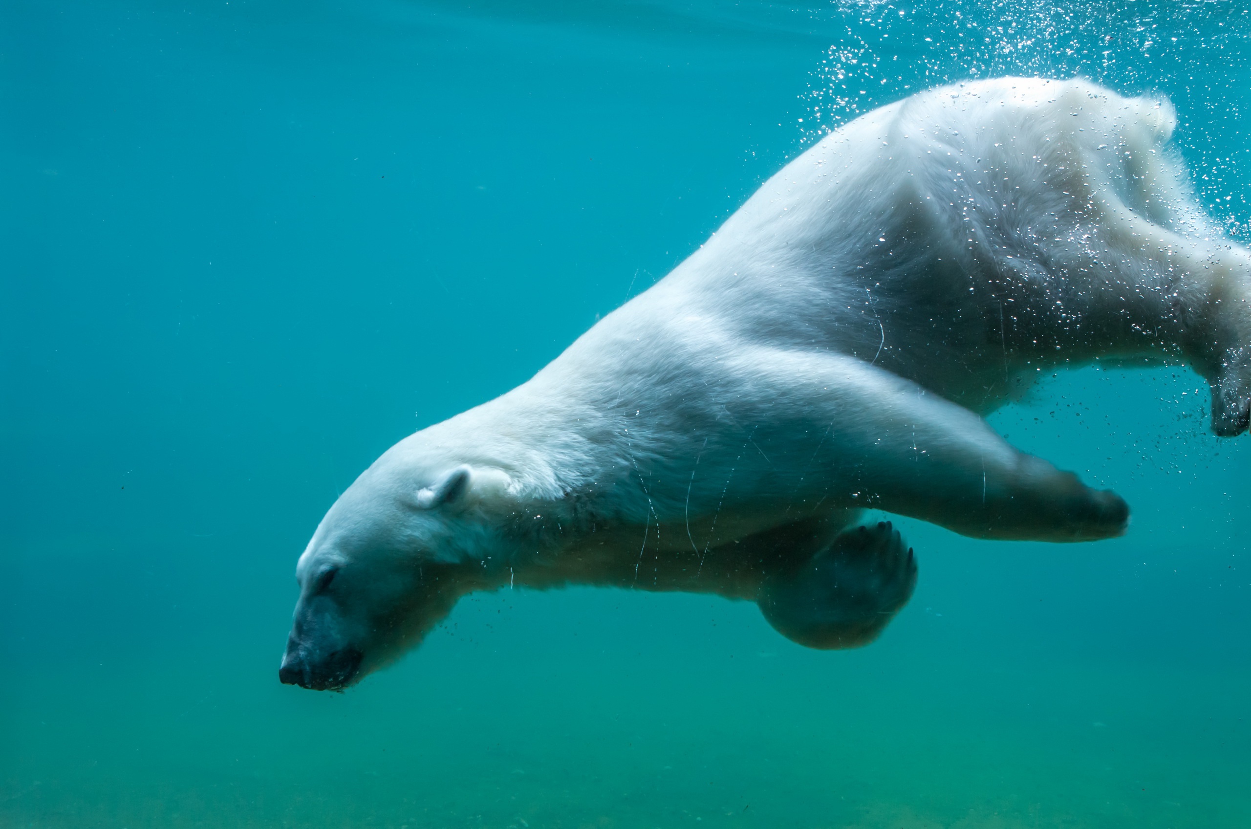 Laden Sie das Tiere, Bären, Unterwasser, Eisbär-Bild kostenlos auf Ihren PC-Desktop herunter