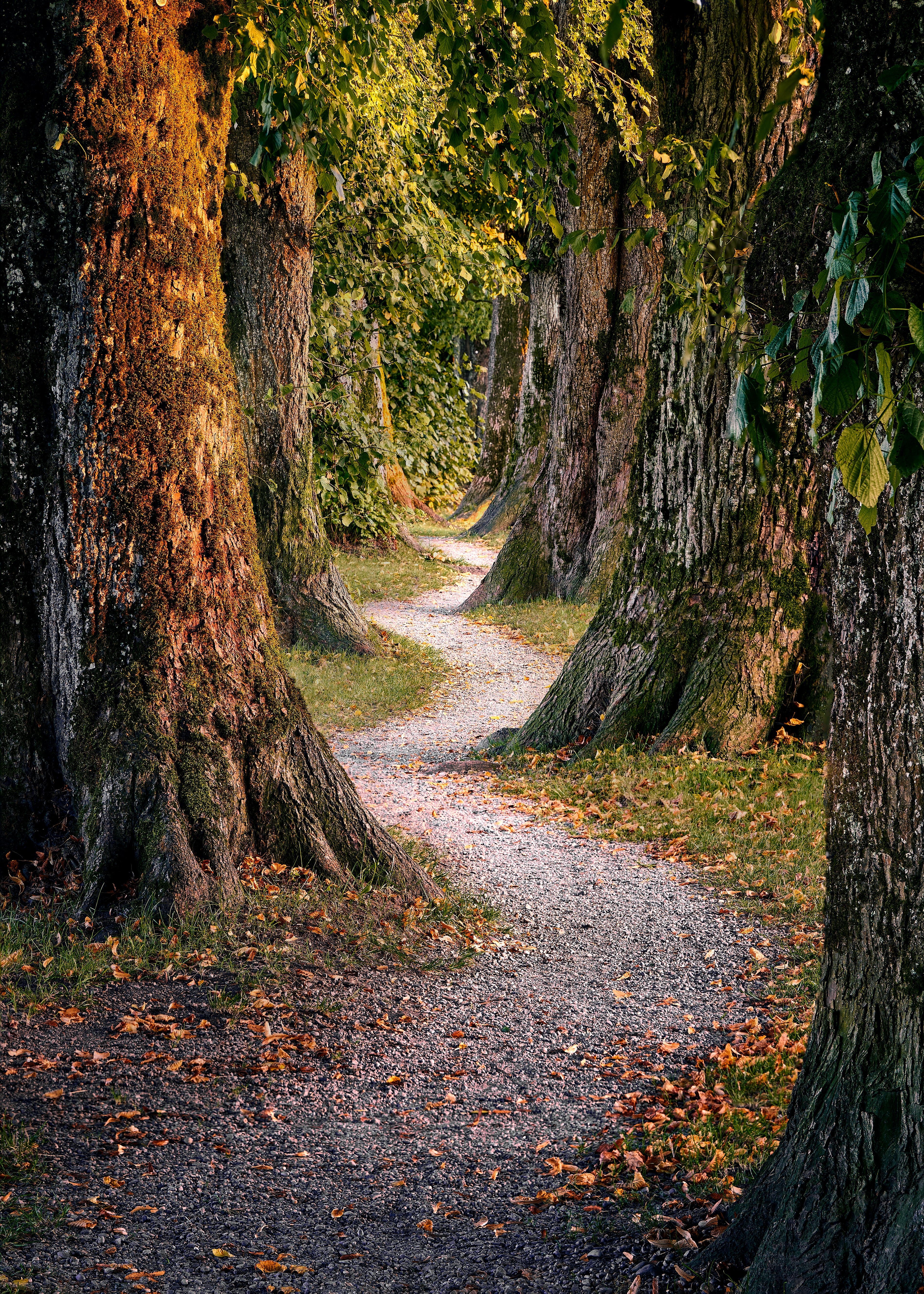 Free download wallpaper Nature, Trees, Forest, Path on your PC desktop