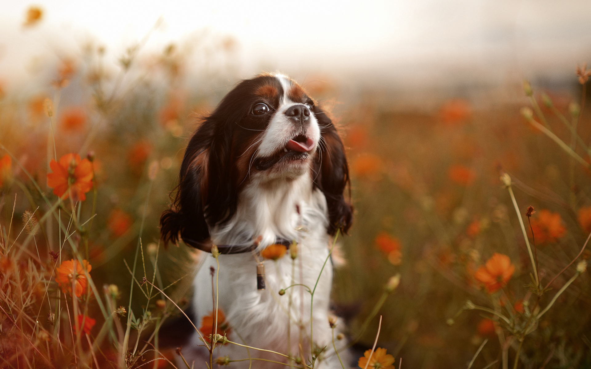 PCデスクトップに動物, 犬画像を無料でダウンロード