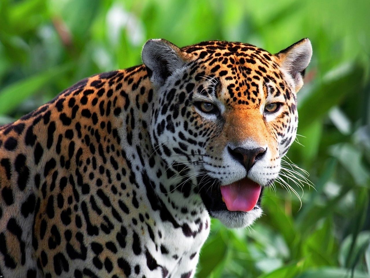 1445217 descargar imagen animales, jaguar: fondos de pantalla y protectores de pantalla gratis