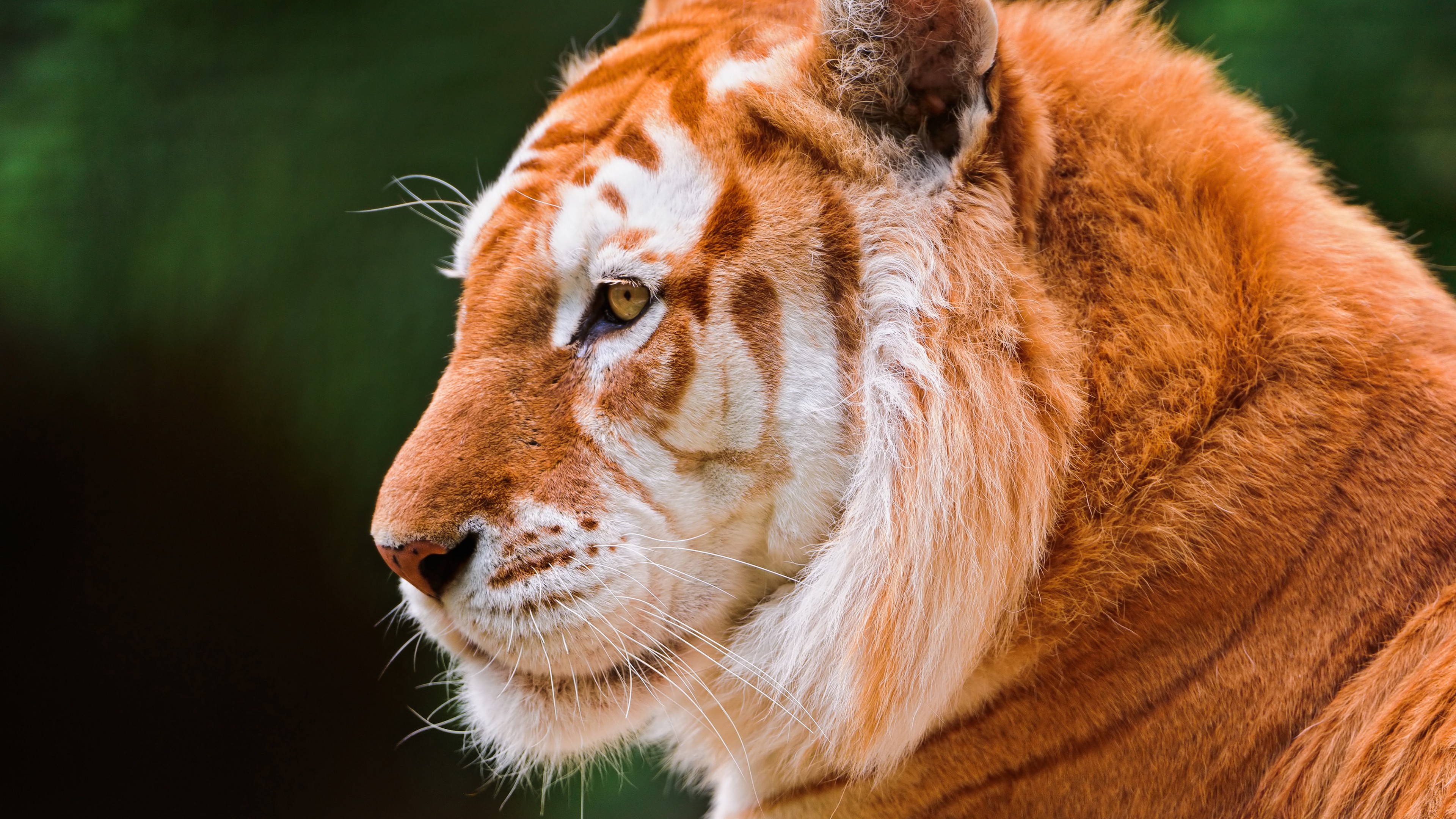 Baixar papel de parede para celular de Animais, Gatos, Tigre gratuito.