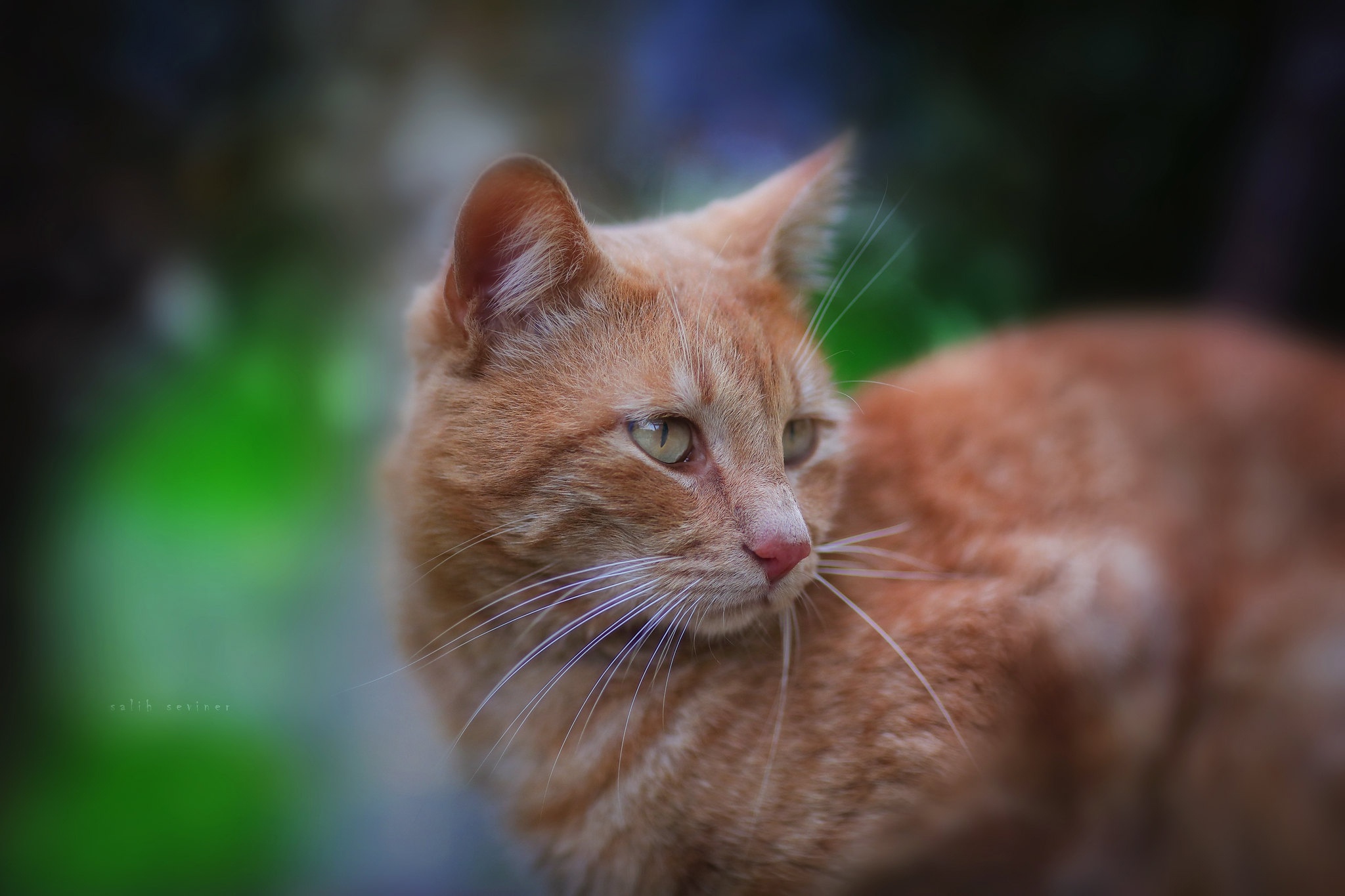 無料モバイル壁紙動物, ネコ, 猫をダウンロードします。