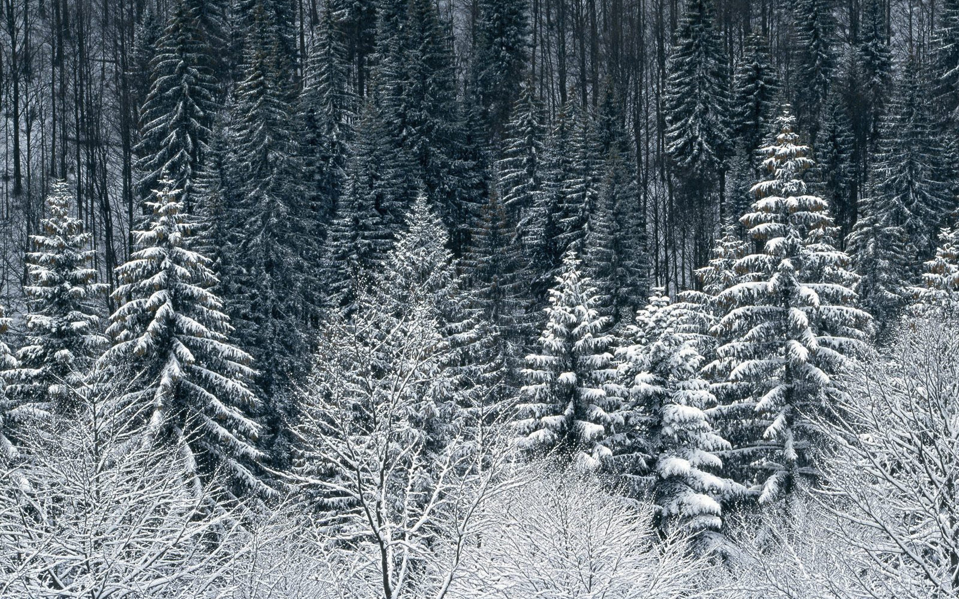 25713 Bild herunterladen landschaft, winter, bäume, schnee, tannenbaum - Hintergrundbilder und Bildschirmschoner kostenlos