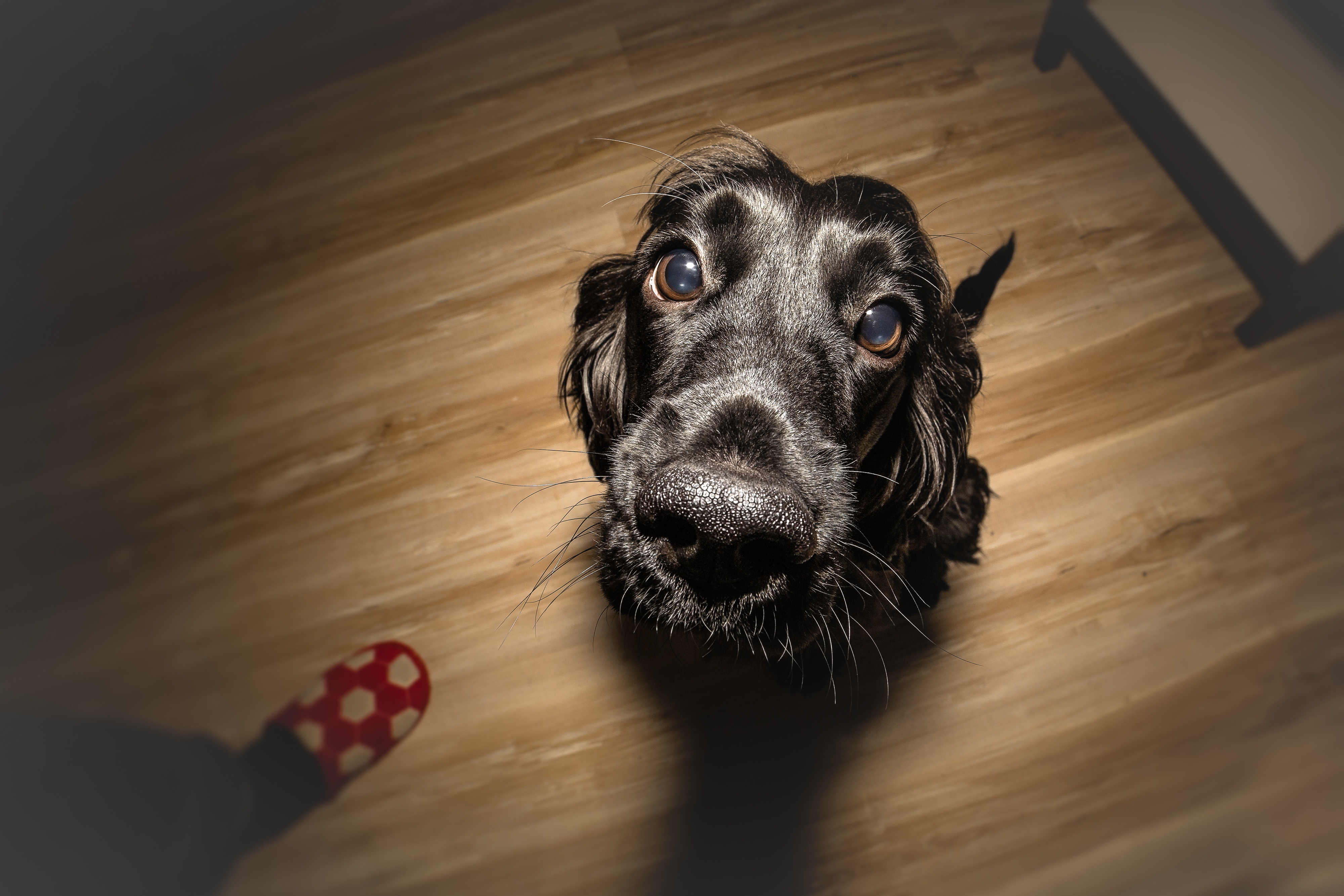 Baixe gratuitamente a imagem Animais, Cães, Cão, Focinho, Olhar Fixamente na área de trabalho do seu PC