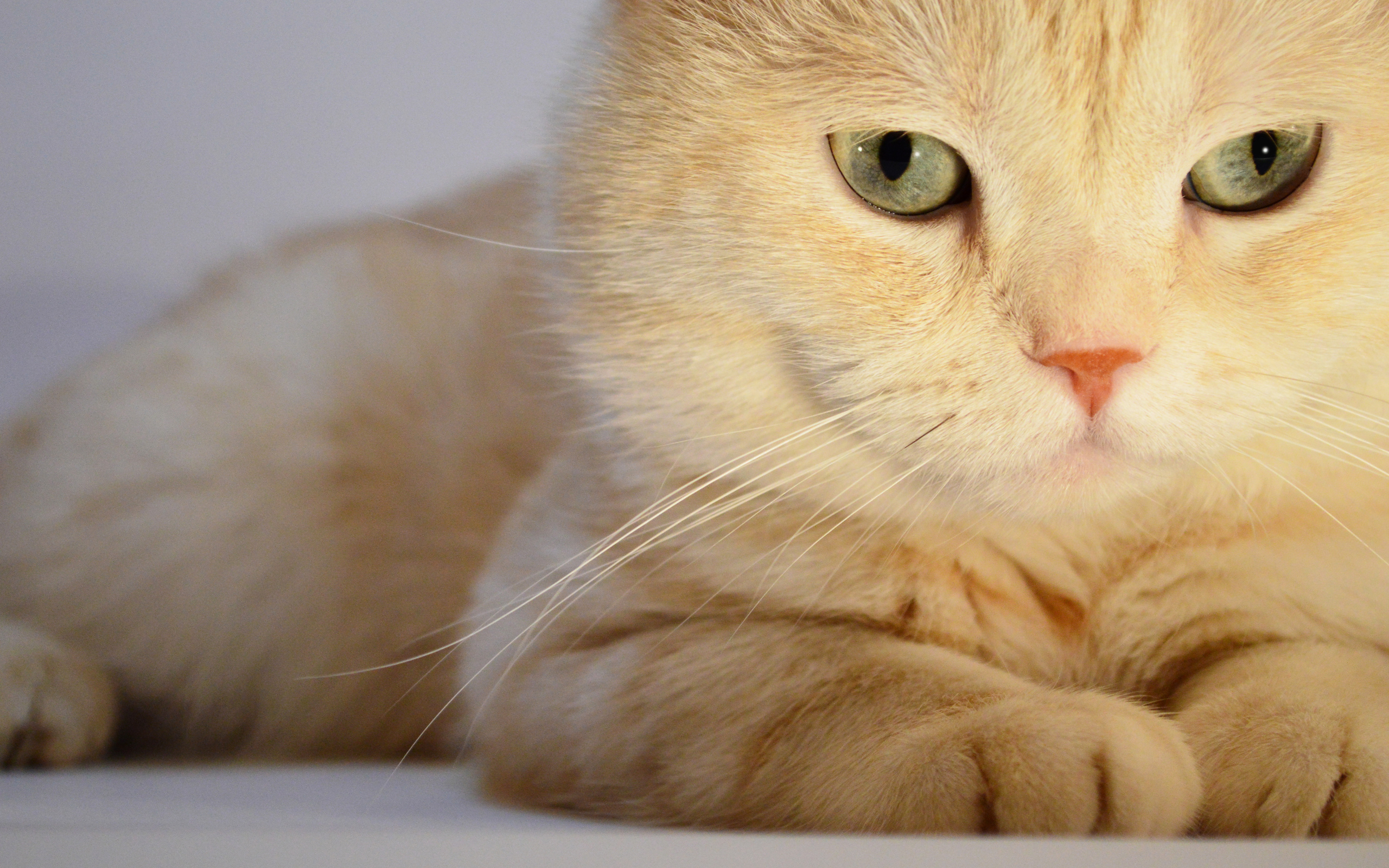 Baixe gratuitamente a imagem Animais, Gatos, Gato na área de trabalho do seu PC