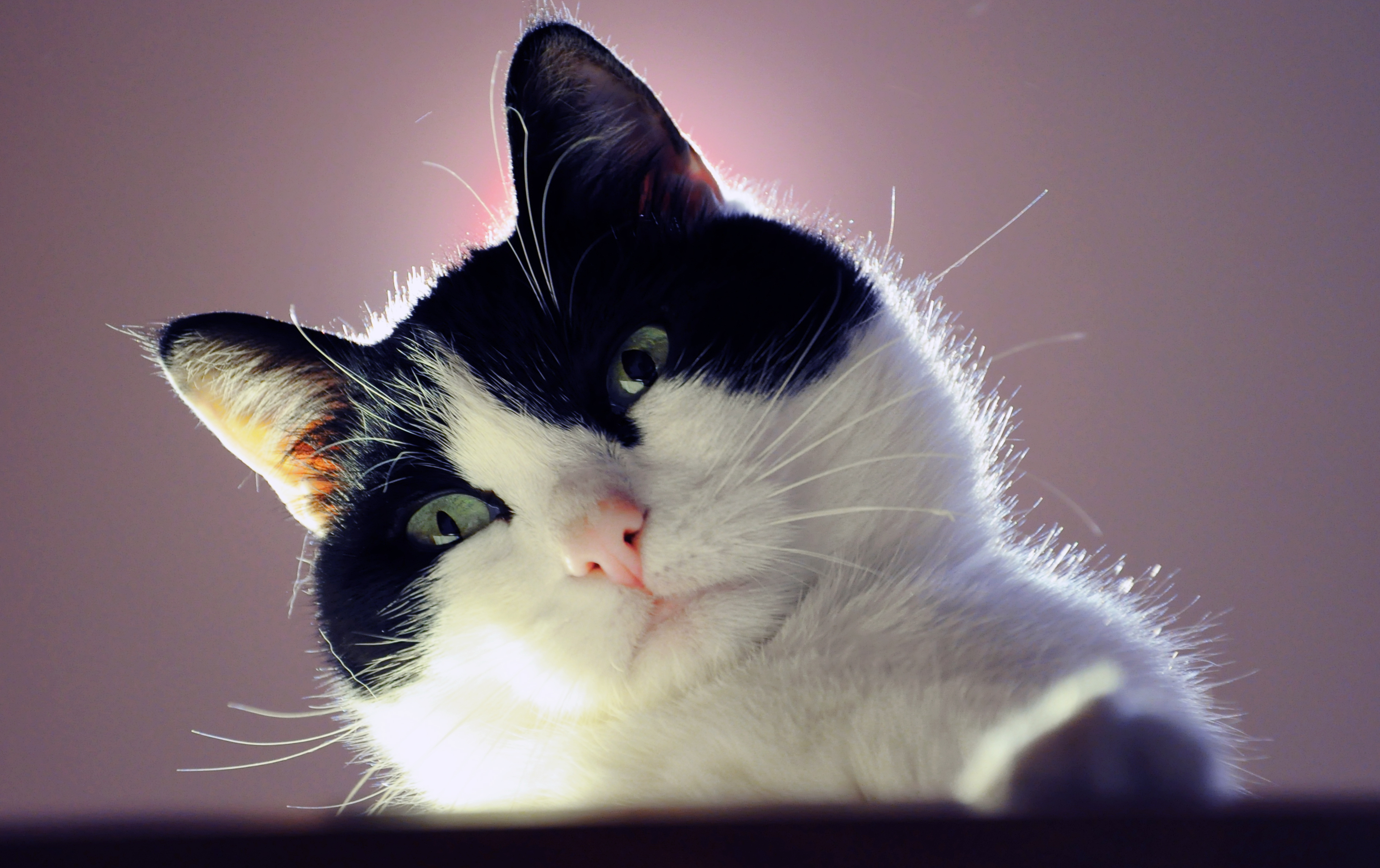 PCデスクトップにネコ, 猫, 動物画像を無料でダウンロード