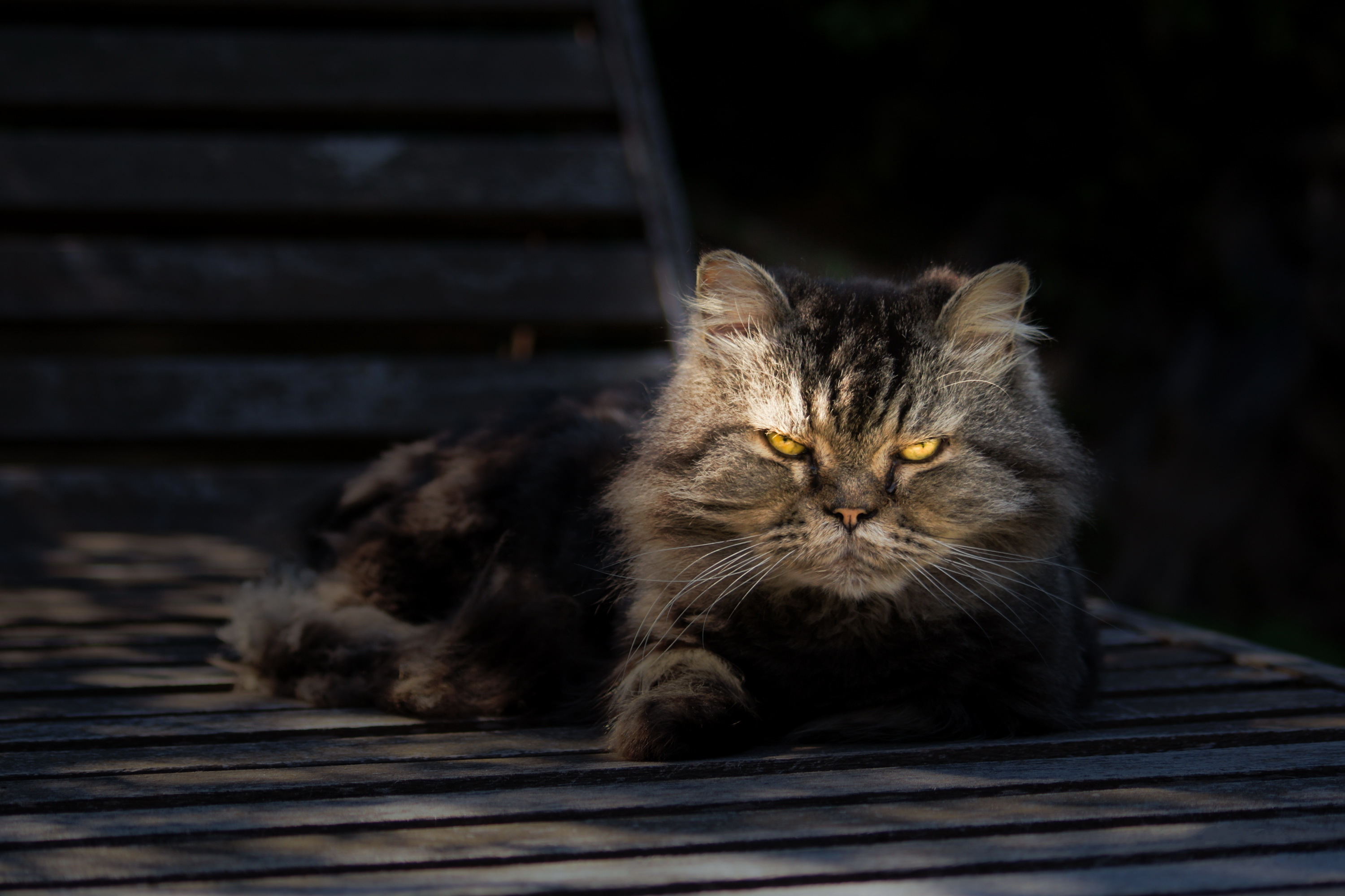 Baixe gratuitamente a imagem Animais, Gatos, Gato, Olhar Fixamente na área de trabalho do seu PC