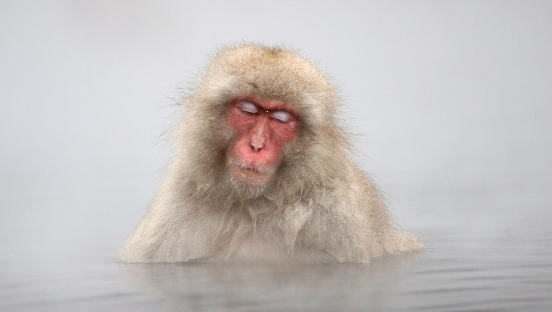 Laden Sie das Tiere, Winter, Wasser, Affen, Japanmakak-Bild kostenlos auf Ihren PC-Desktop herunter