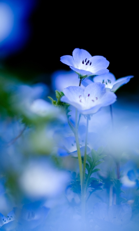 Descarga gratuita de fondo de pantalla para móvil de Flores, Flor, Pastel, Tierra/naturaleza.