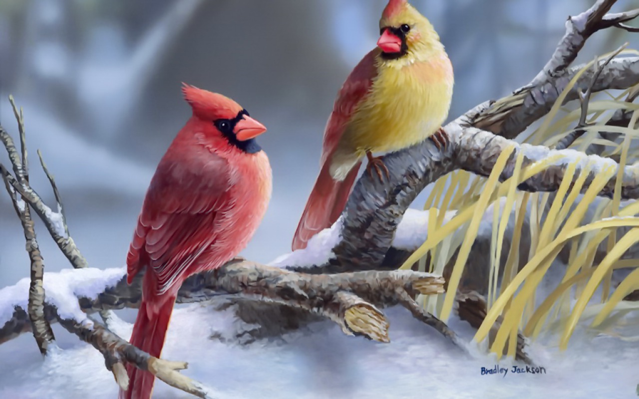 1466196 Hintergrundbild herunterladen tiere, kardinal, vogel - Bildschirmschoner und Bilder kostenlos